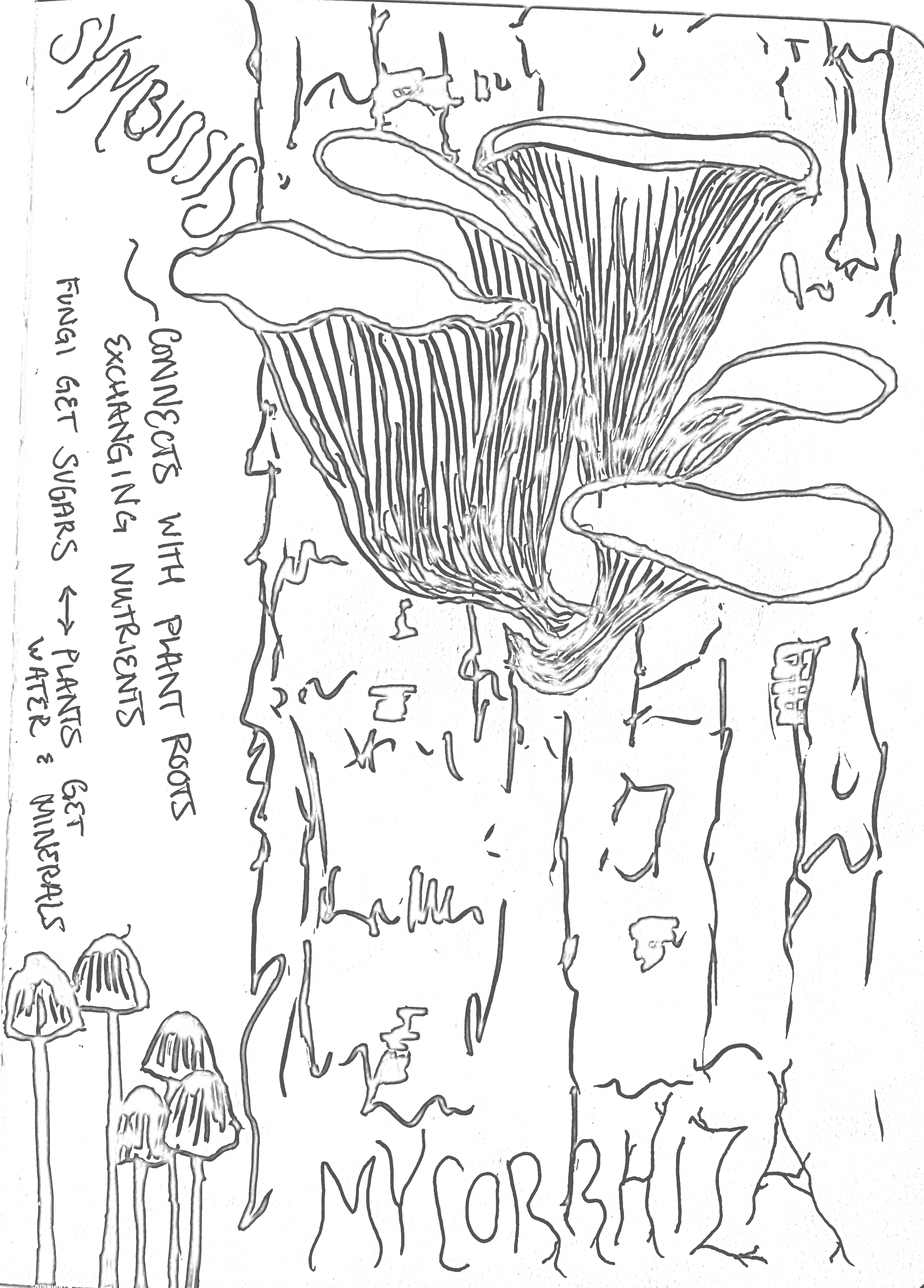 Hand-drawn illustration of various mushrooms on a forest floor, accompanied by handwritten notes about fungi using an ink pen.