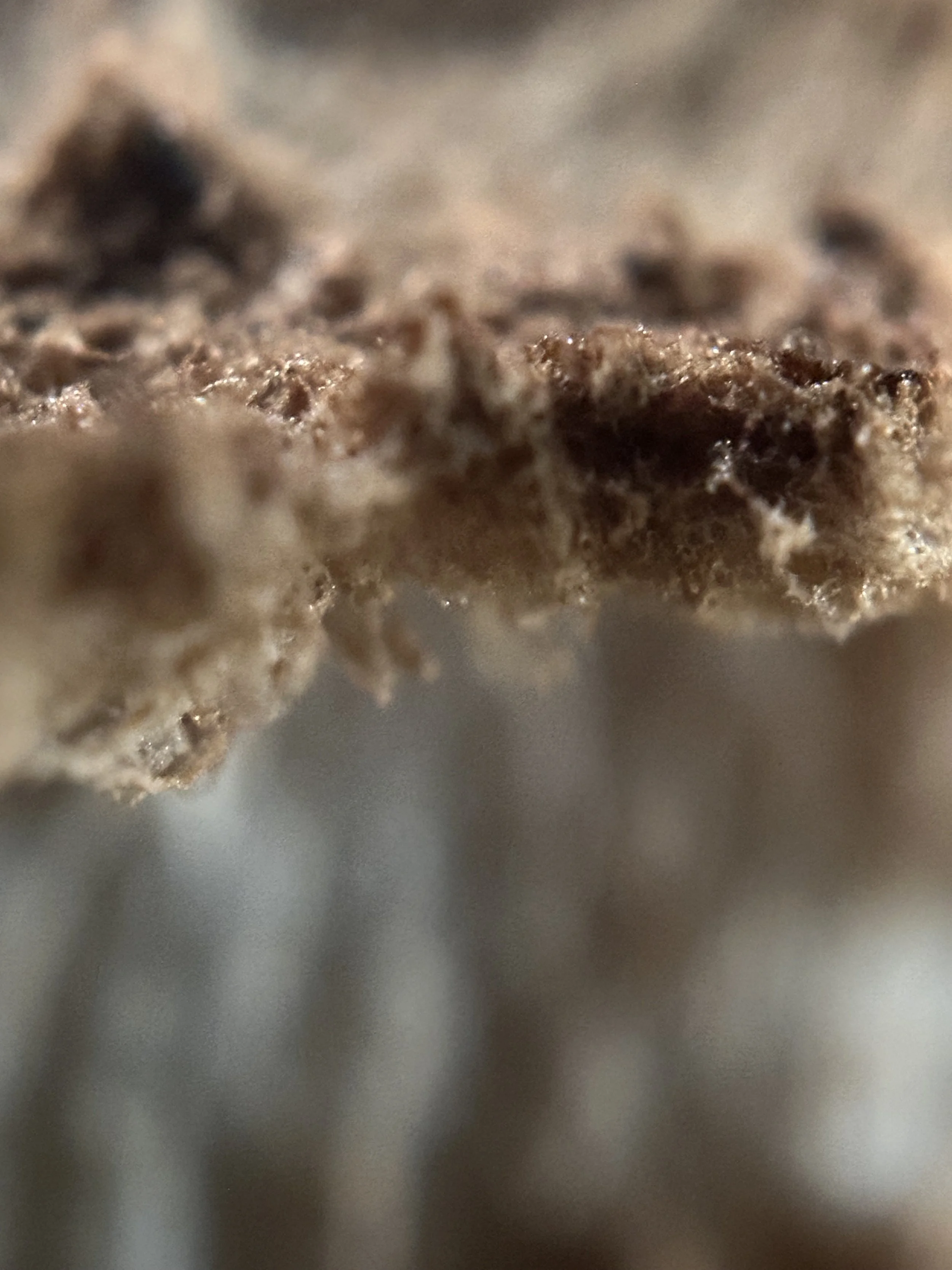 Close-up of a dried, textured, brown object, possibly a seed or part of a plant.