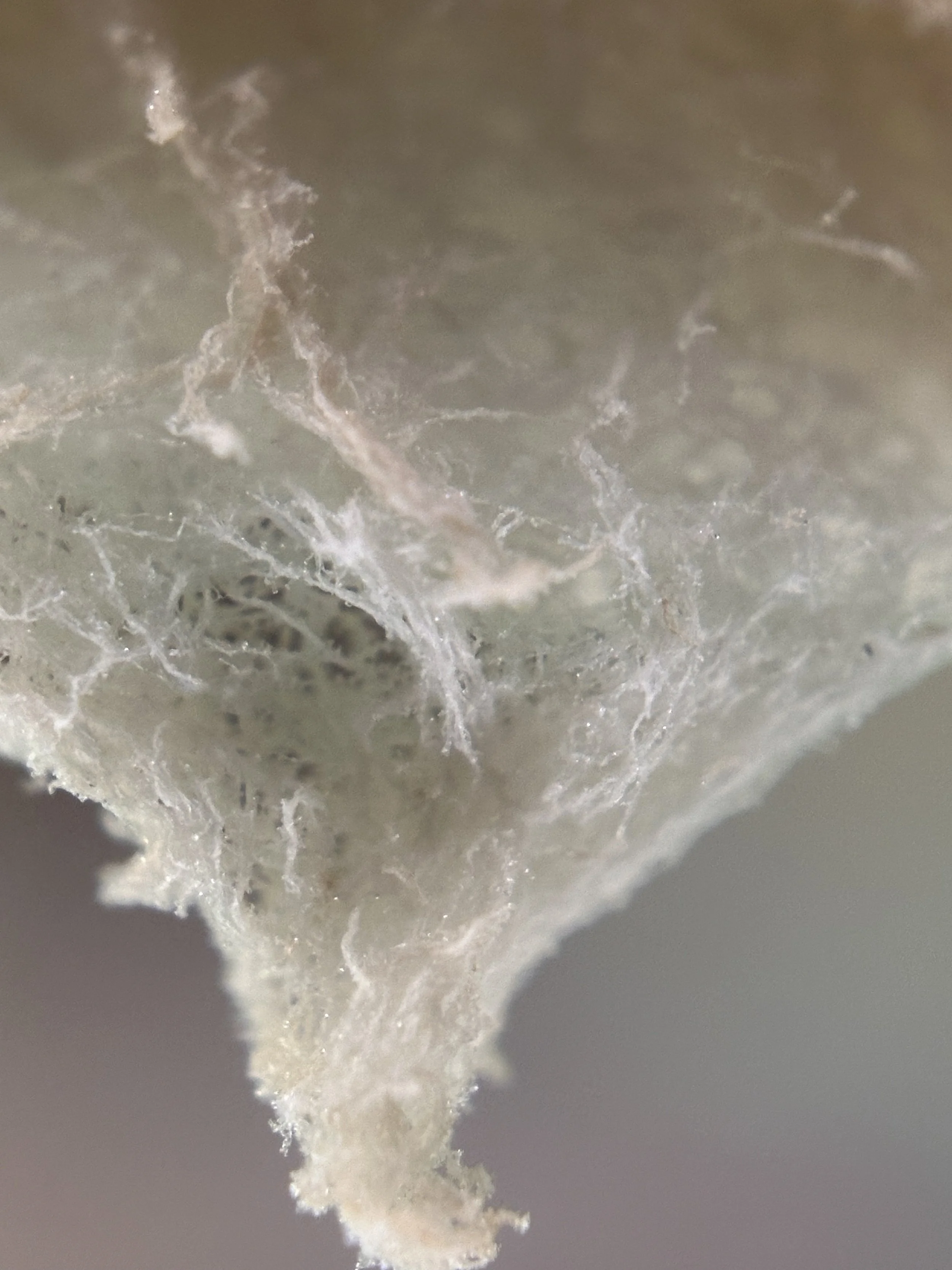 Close-up of a section of a fungi.