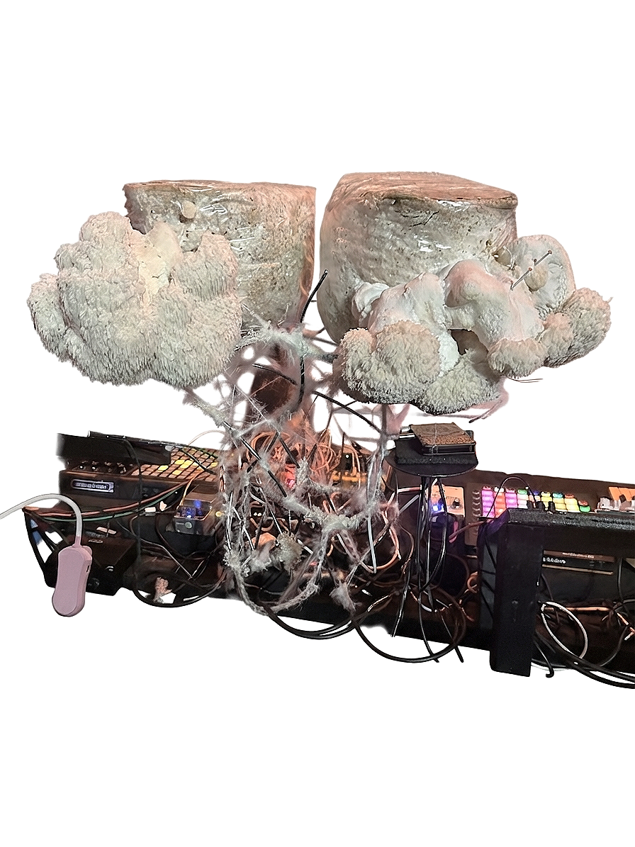 A semi-modular set-up consisting of lion's mane fungi on top of a complex arrangement of electronic equipment, wires, and colorful digital devices.
