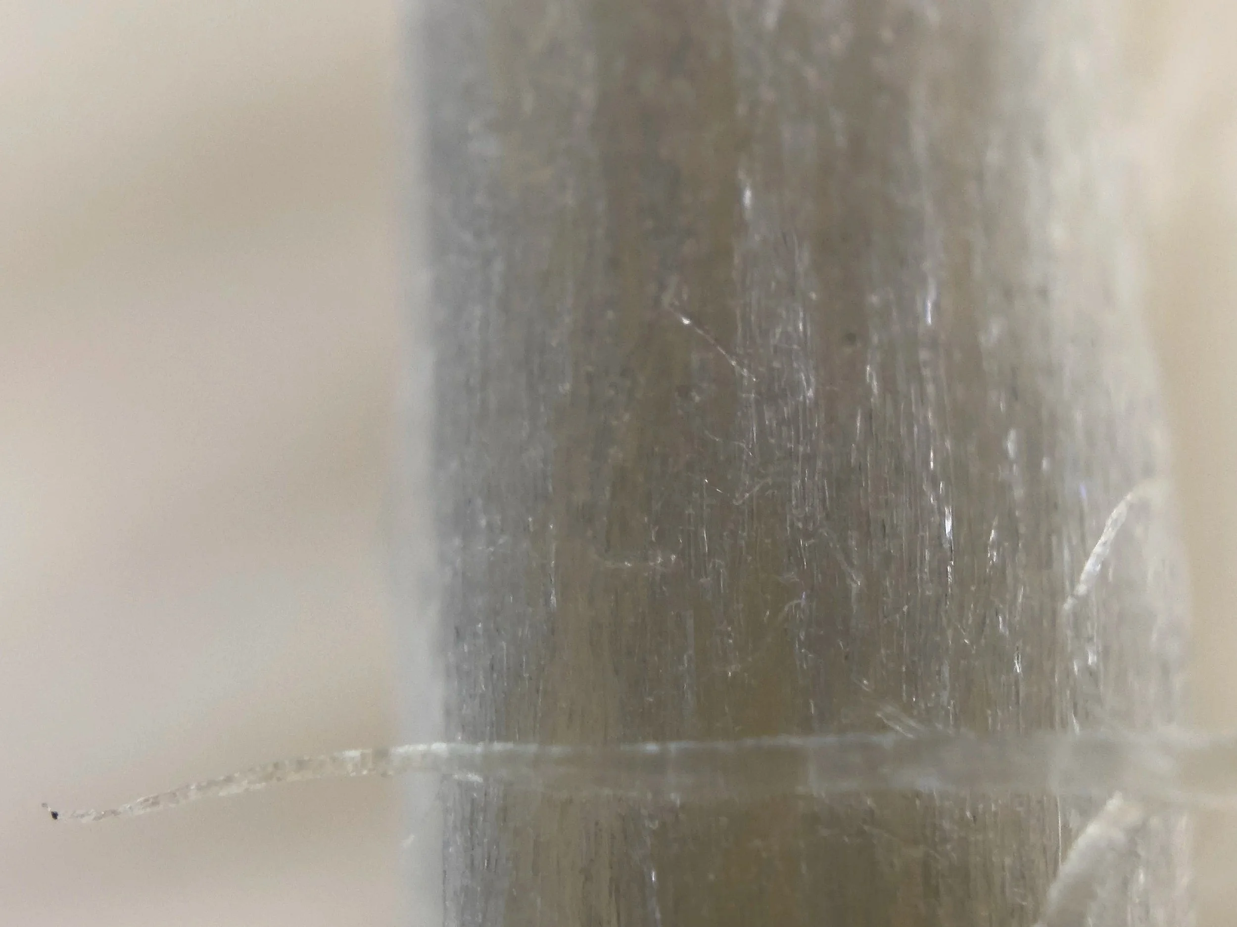 Close-up image of a fungi stem.