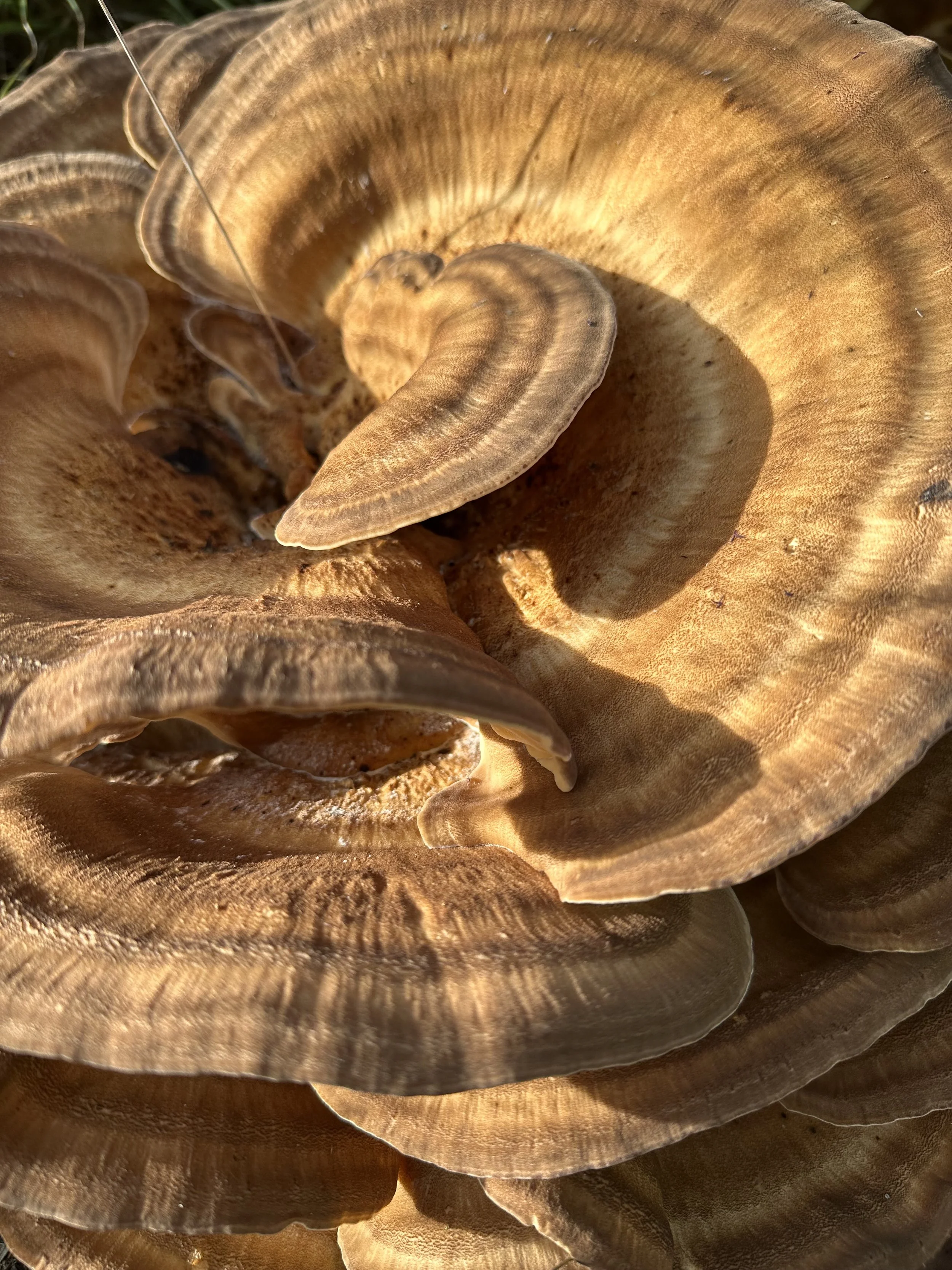 Close-up of a cluster of brown mushrooms with layered, wavy caps.