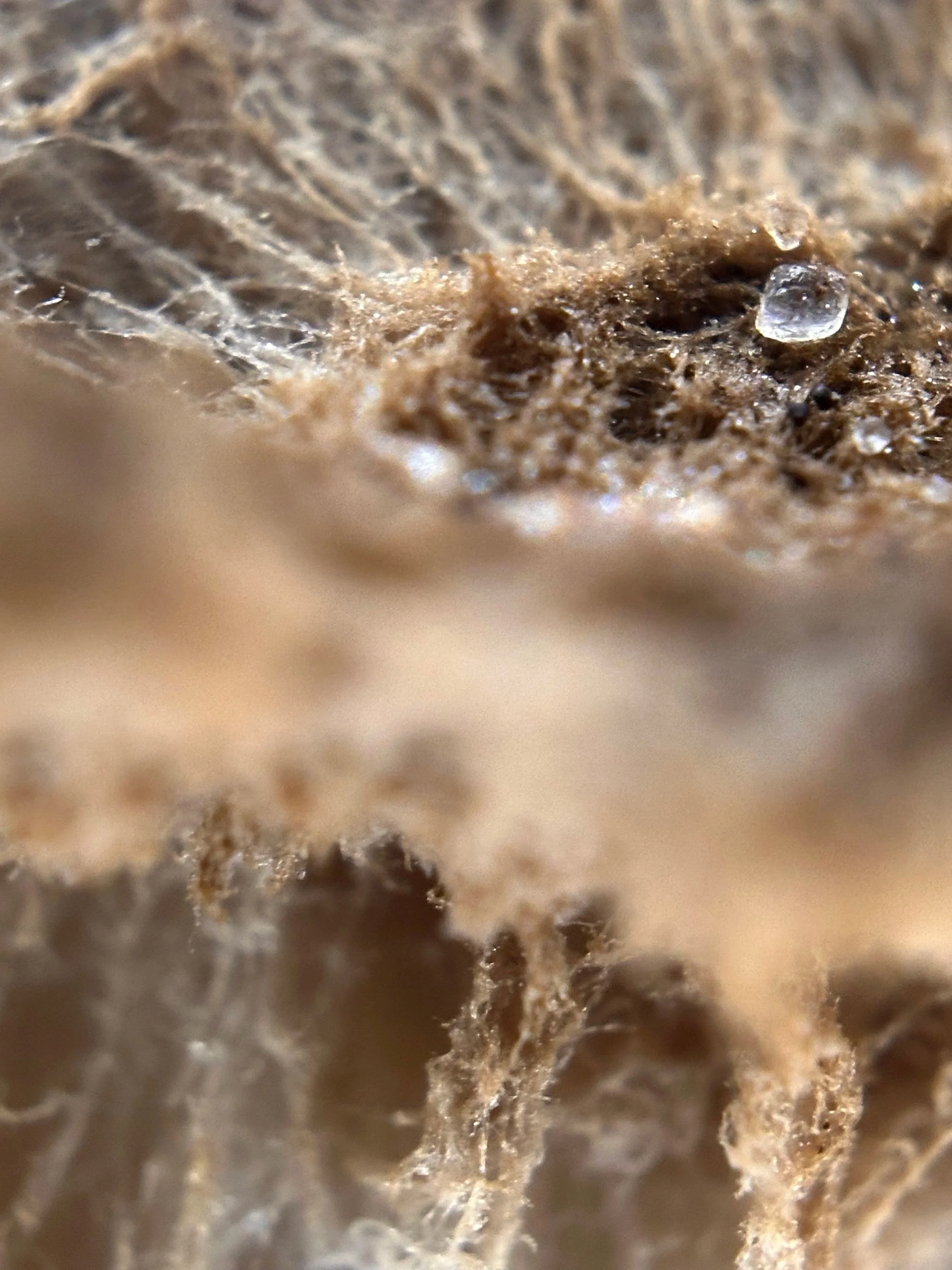 Close-up macro shot of a fungi with dried natural material and small sparkling crystals or water droplets.