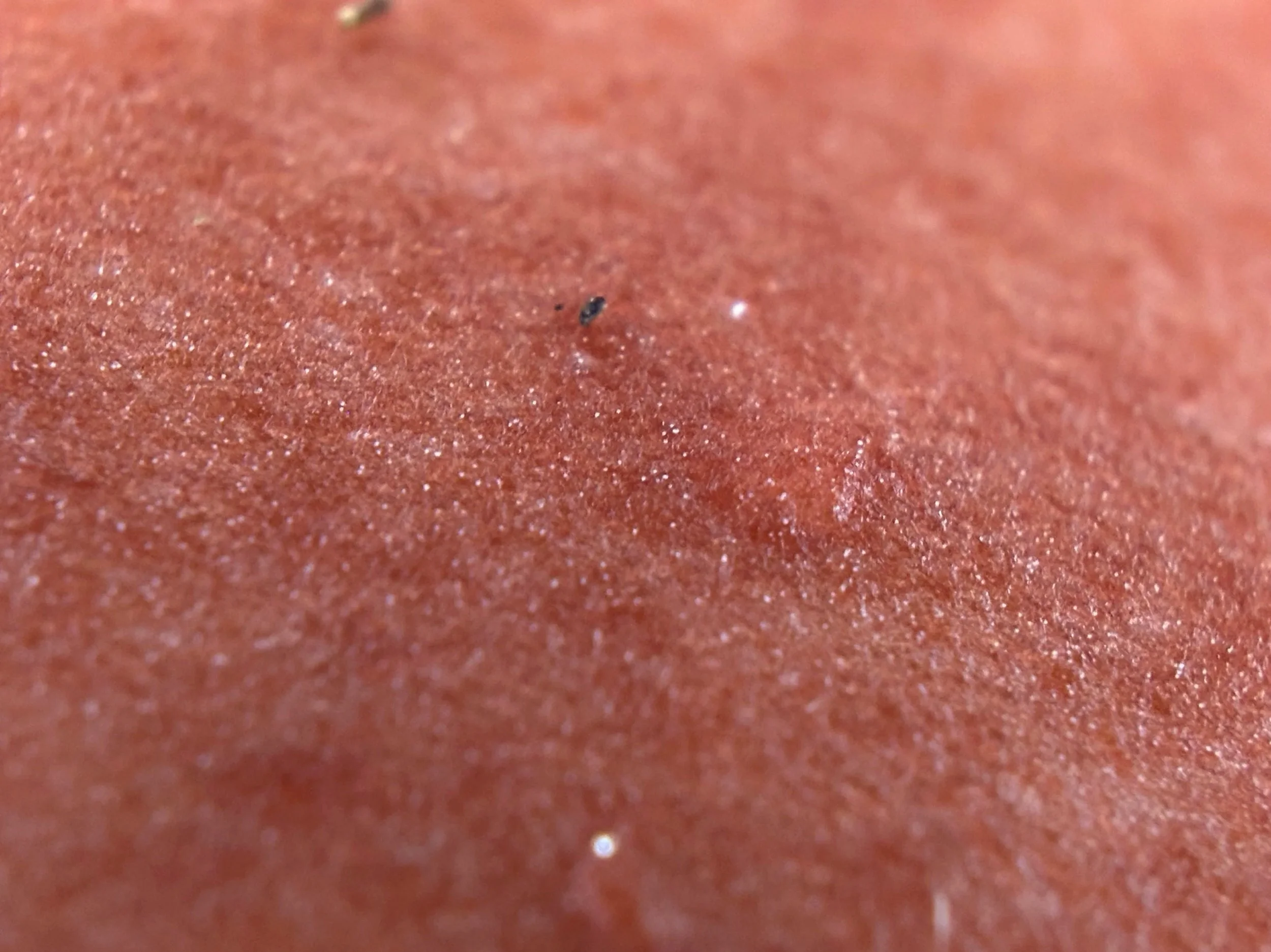 A close-up of the textured surface of a fungi.