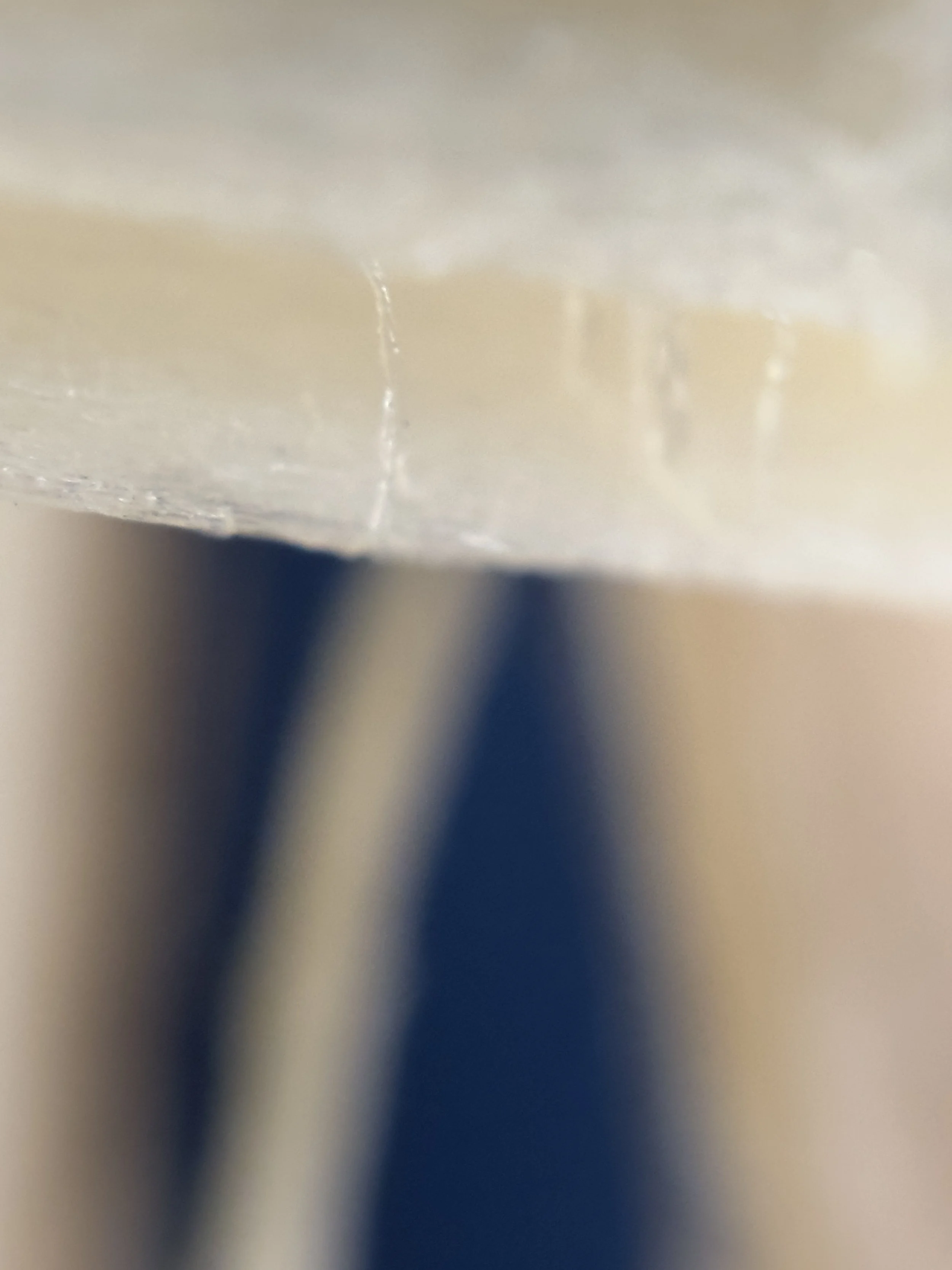 Close-up of a fungi cap.