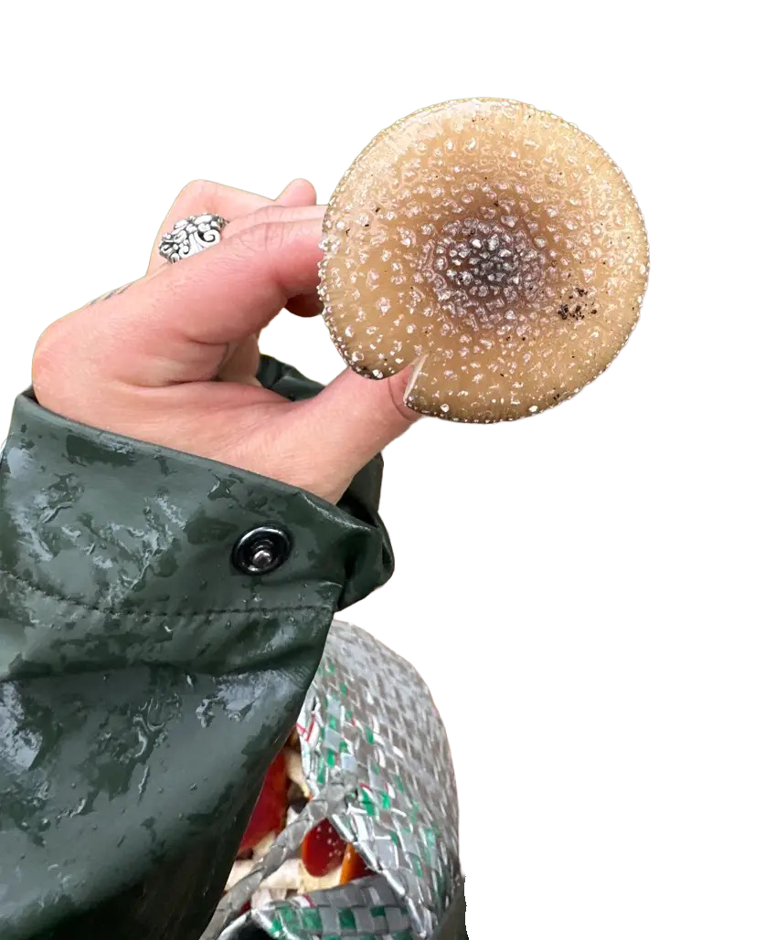 Person holding a wet mushroom with a black spot in the center, wearing a green raincoat.