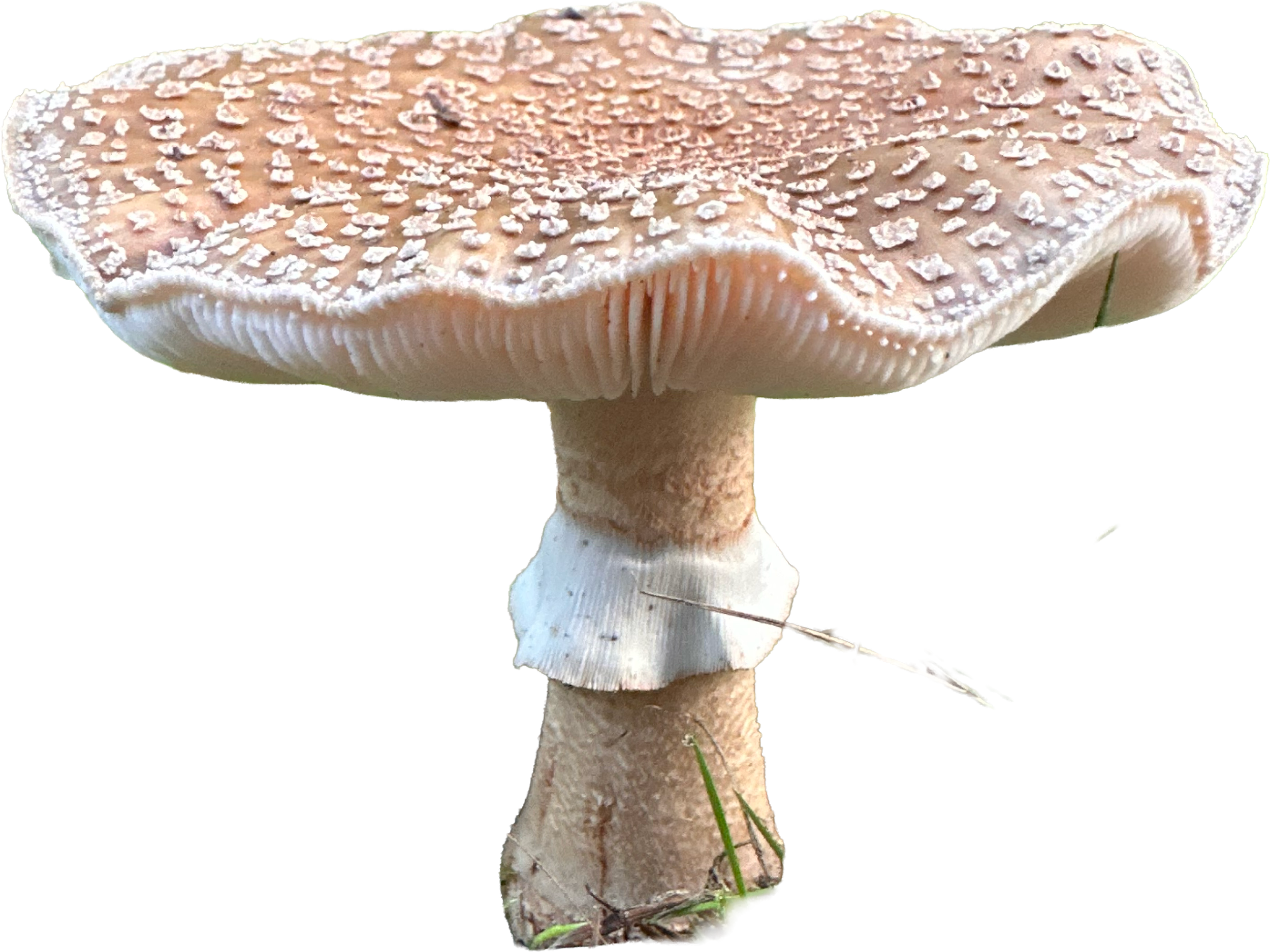 Close-up of a large mushroom with a white stem and a tan cap covered in small white flakes, isolated on a black background.