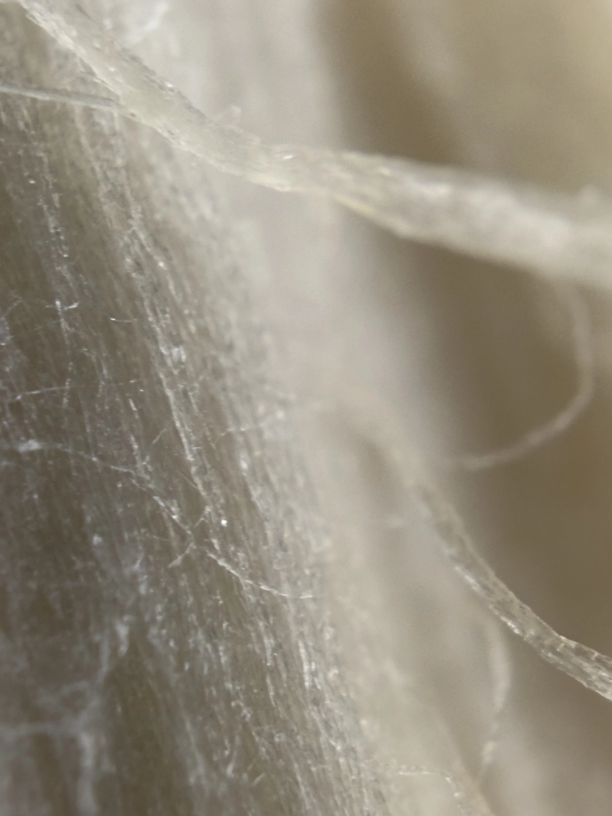 Close-up of the hyphae of a fungi.