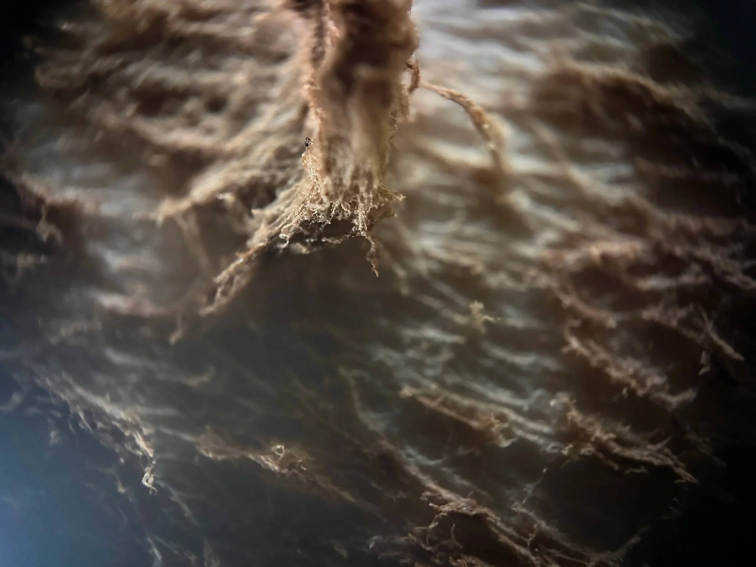 Close-up view of the cap of a fungi.