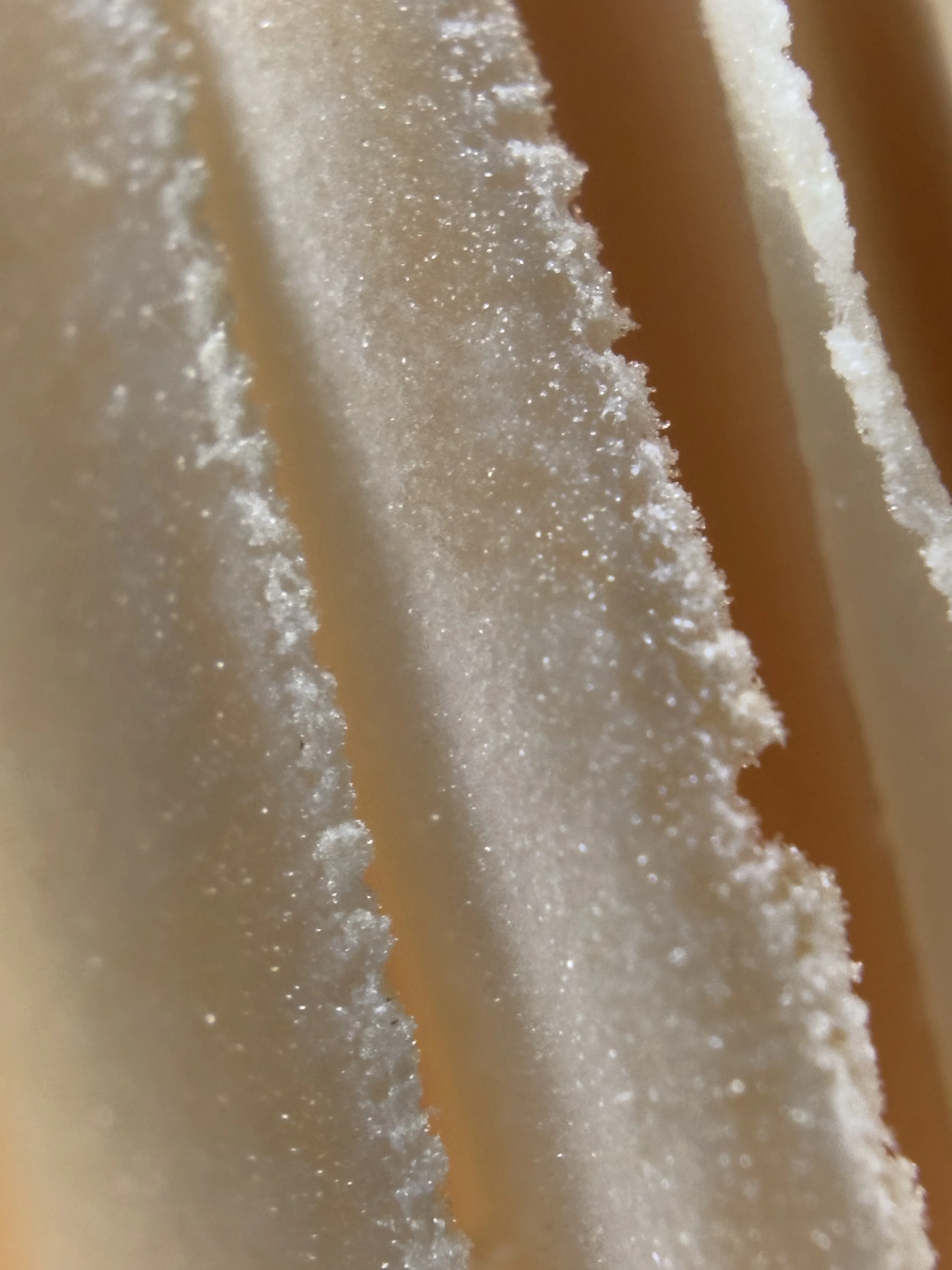 Close-up of the gills of a parasol mushroom.