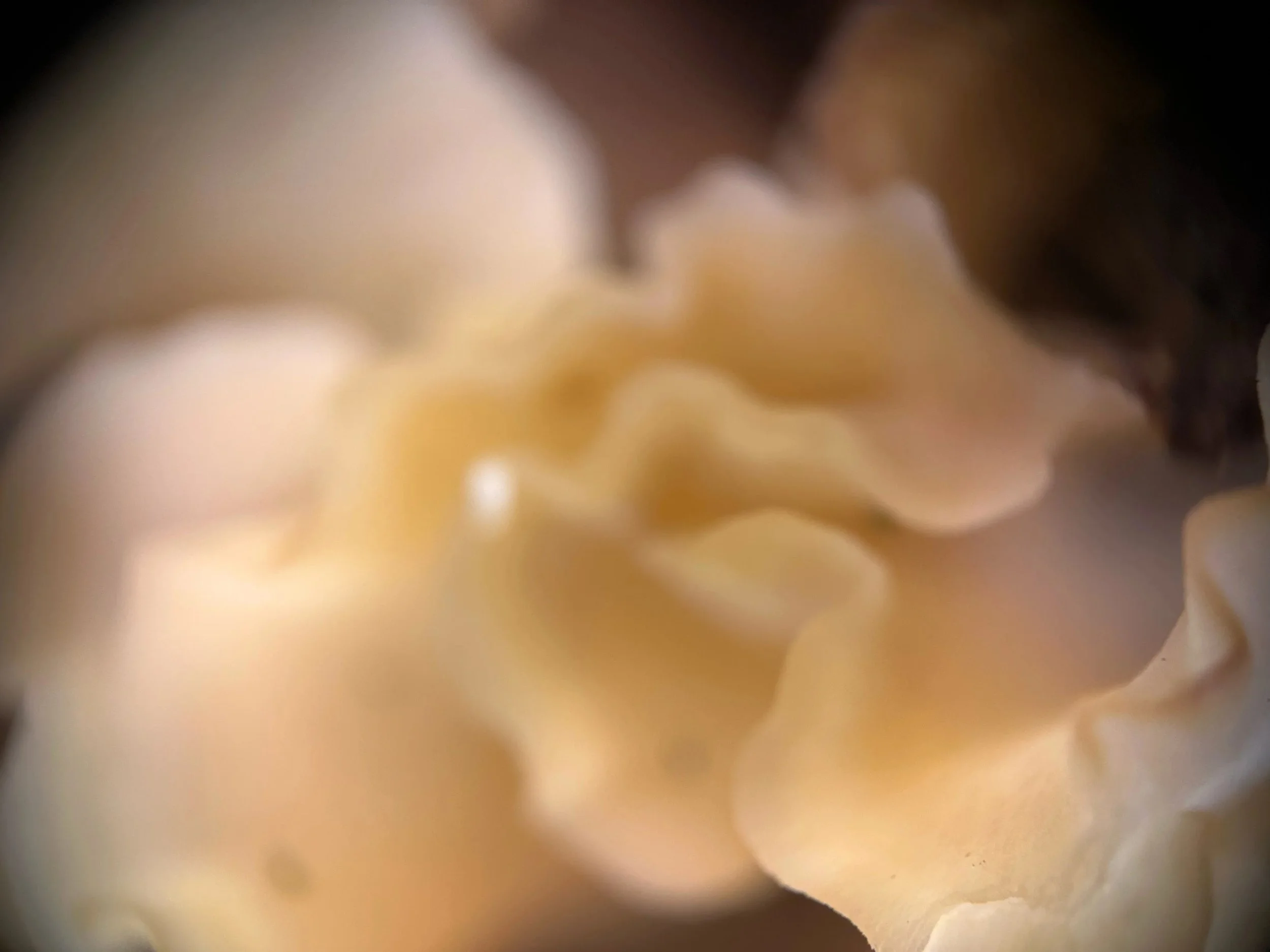 Close-up of a cauliflower fungus.