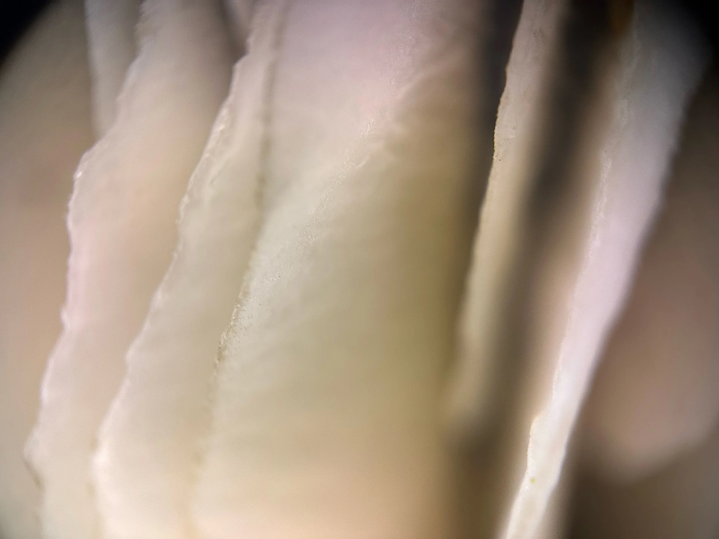 Close-up of the gills on a fungi.