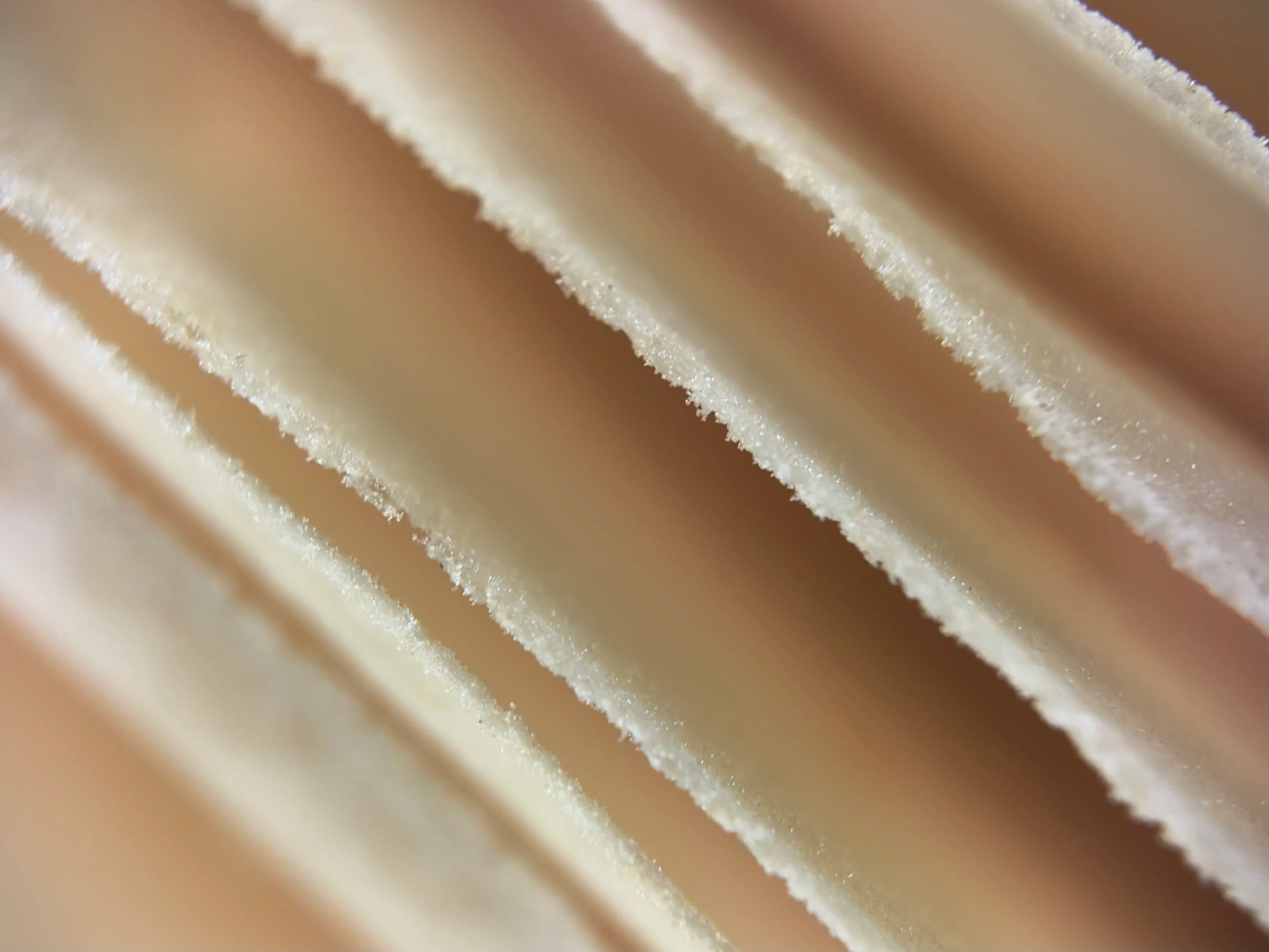 Close-up of the textured edges of fungi gills.