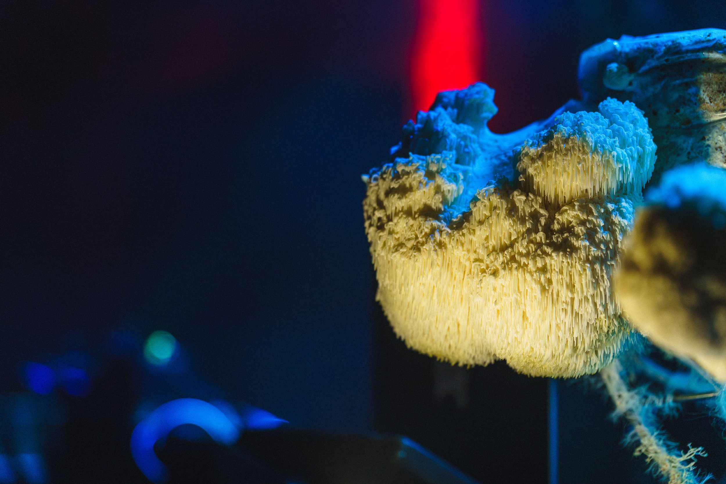 Close-up of a brightly illuminated mushroom or coral with yellow and white coloration, highlighted by a red light in the background, against a dark and blurred background with blue bokeh effects.