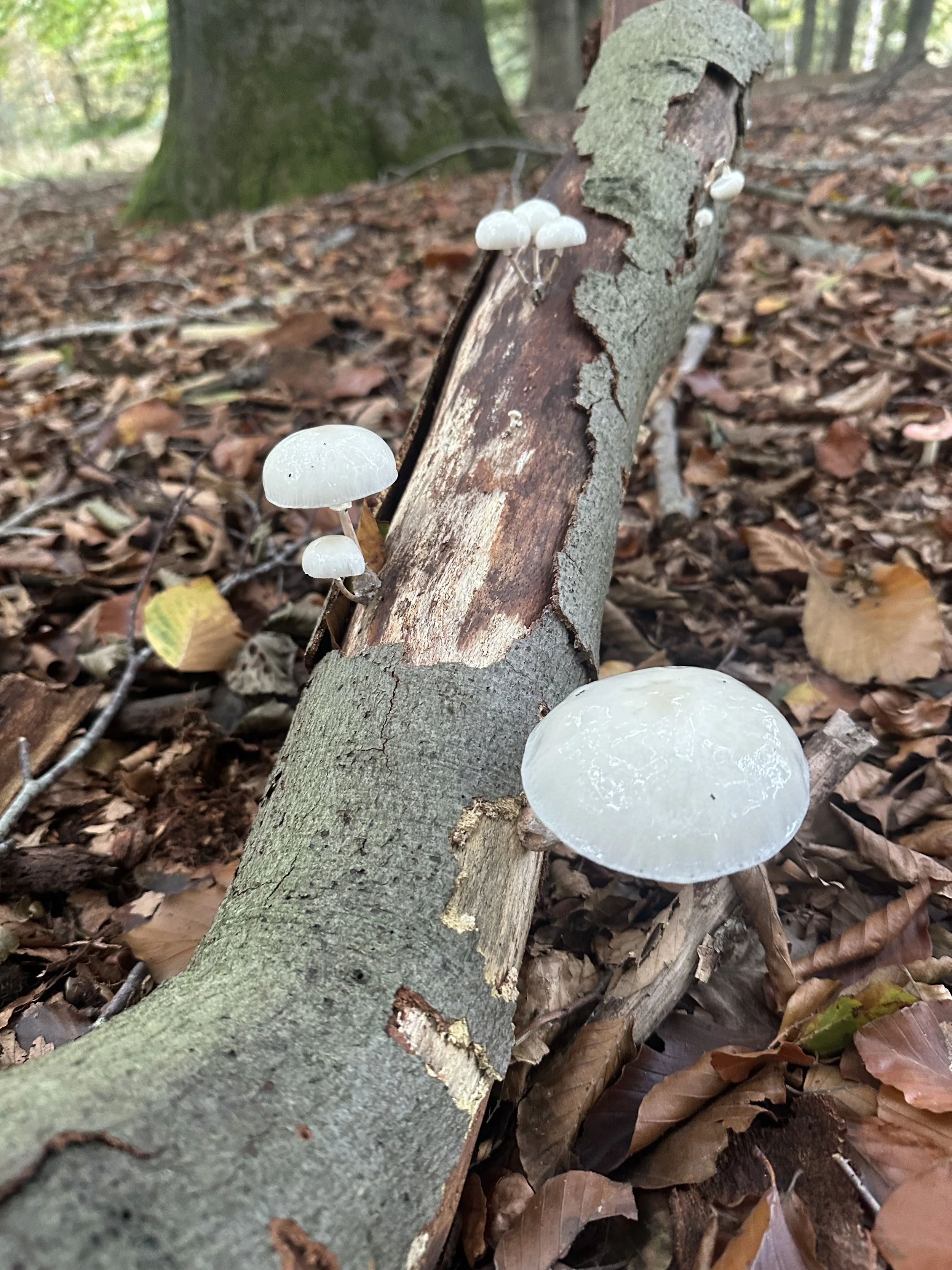White mushrooms growing on a fallen tree in a forest with fallen leaves on the ground.