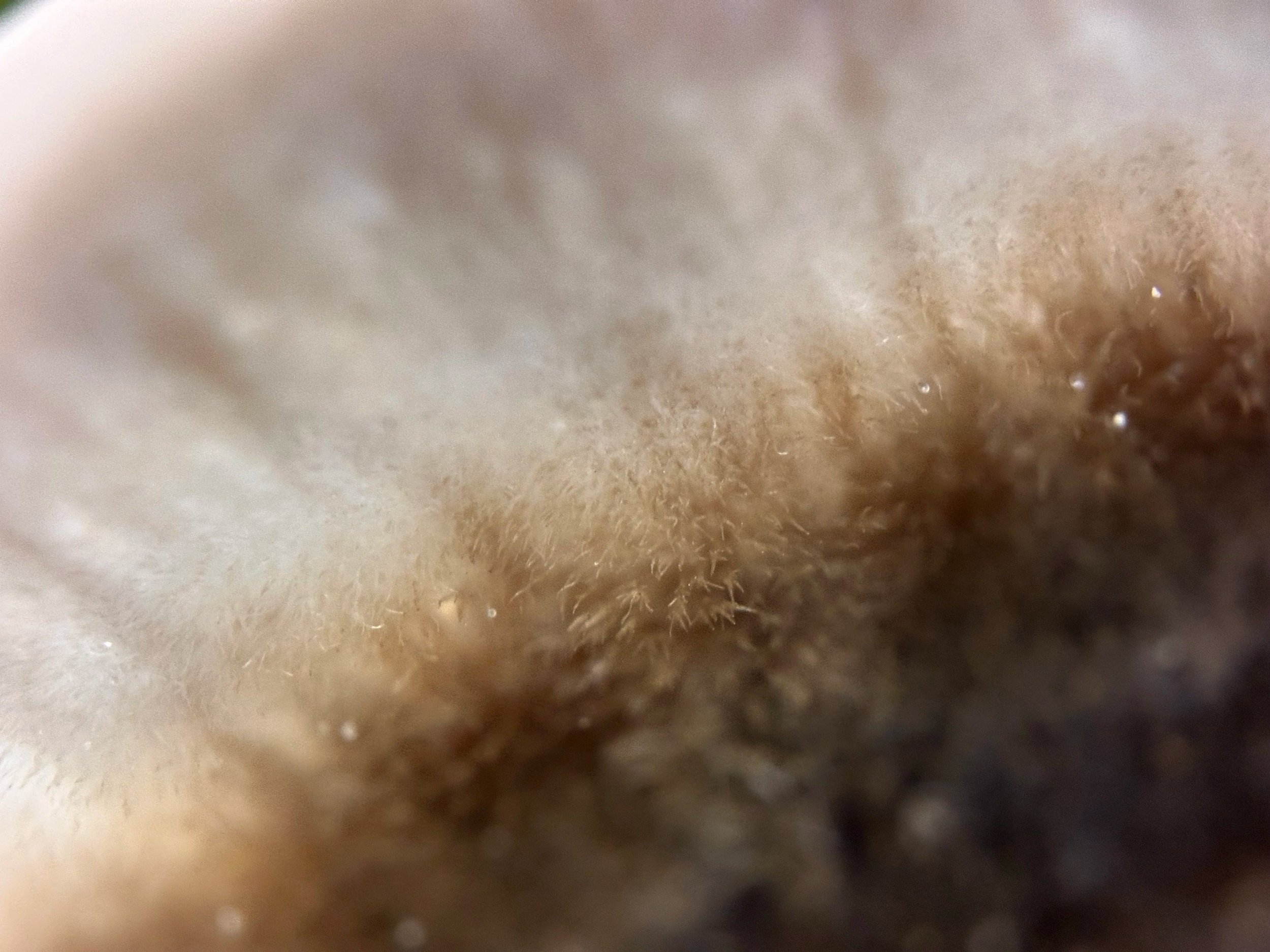 Close-up of a turkey tail mushroom showing fine hair and pores.