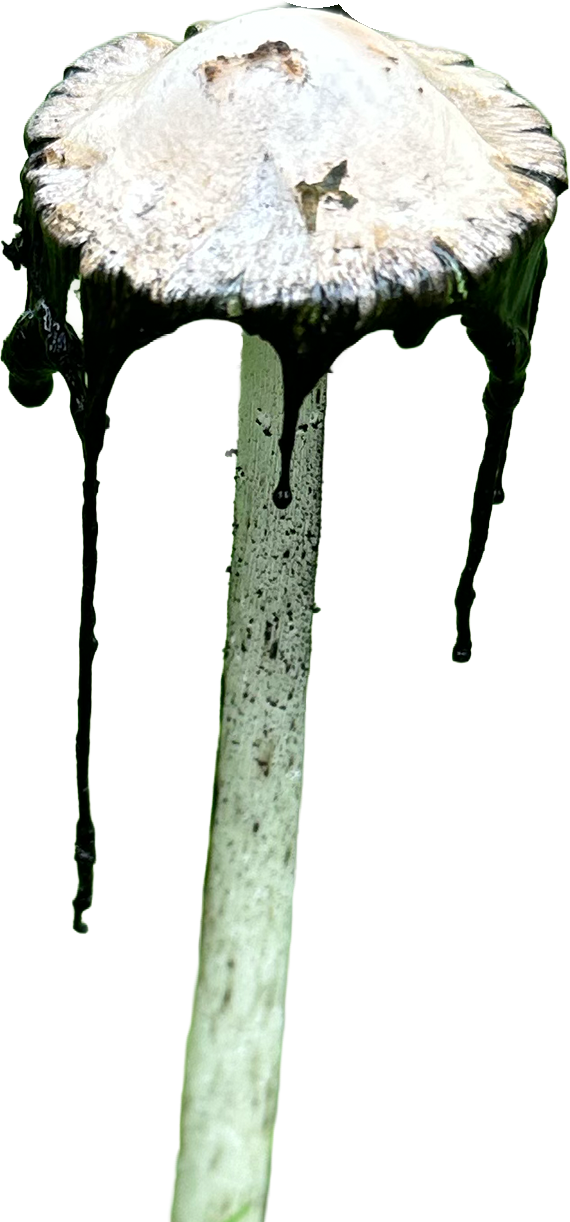 Close-up of a mushroom with a white cap and dark, slimy, melting edges, and a long, thin stem.