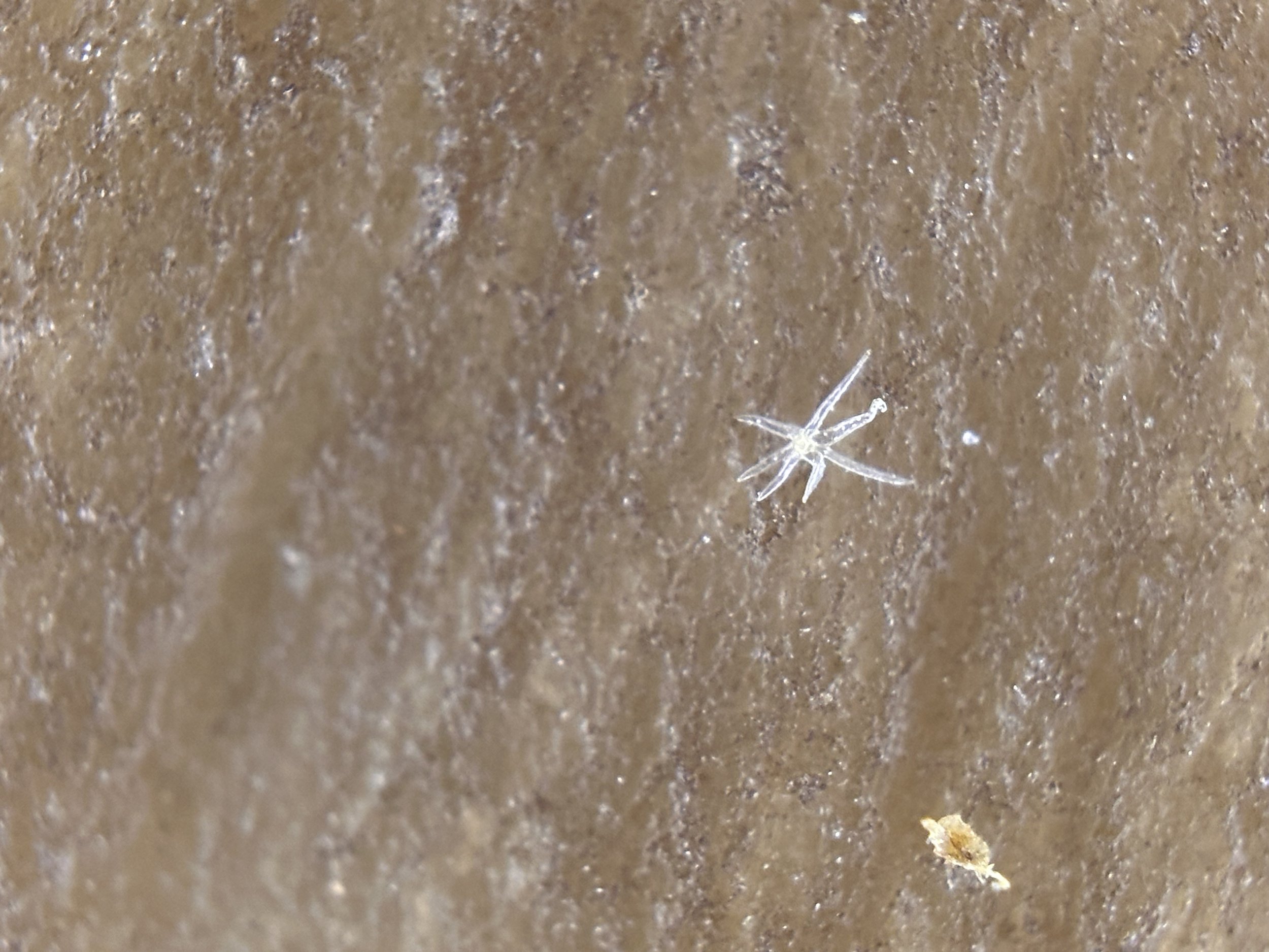 Close-up of the surface of the cap of a fungi.