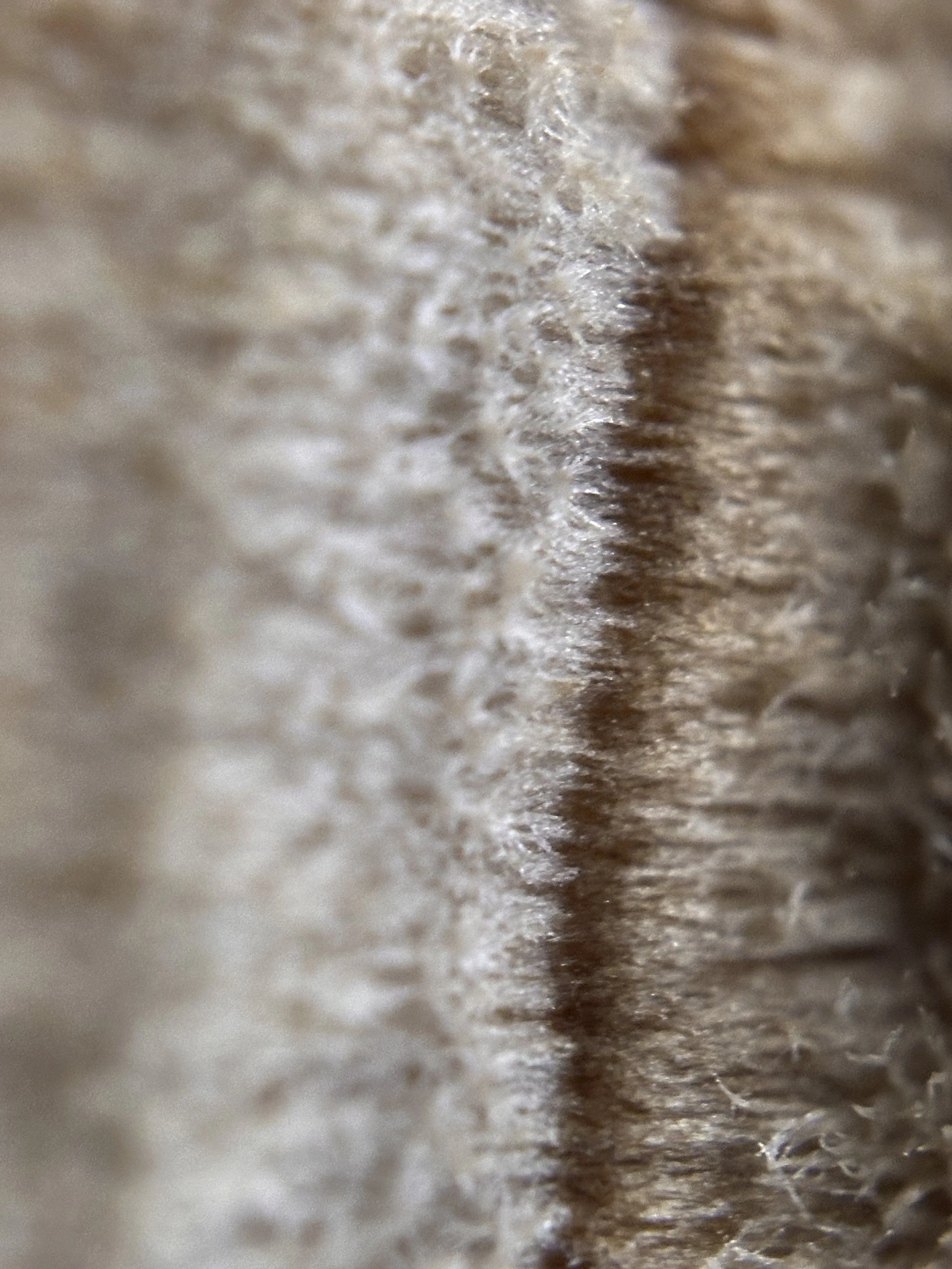 Close-up of a turkey tail mushroom.