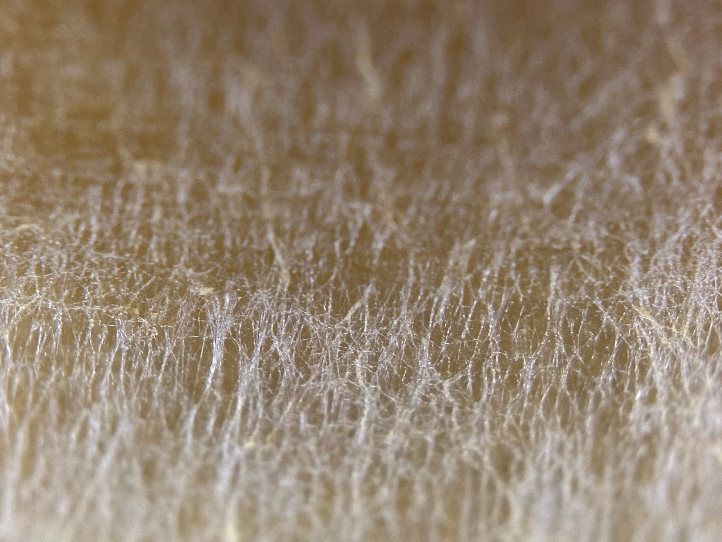 Close-up of a textured fungi.