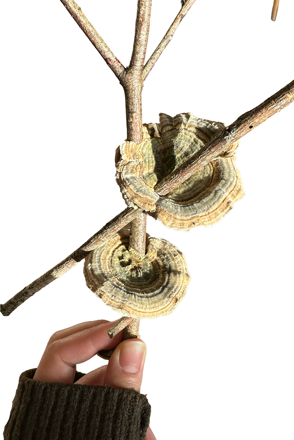 Person holding a hand with a brown sweater, displaying a piece of wood with shelf fungi and small branches.