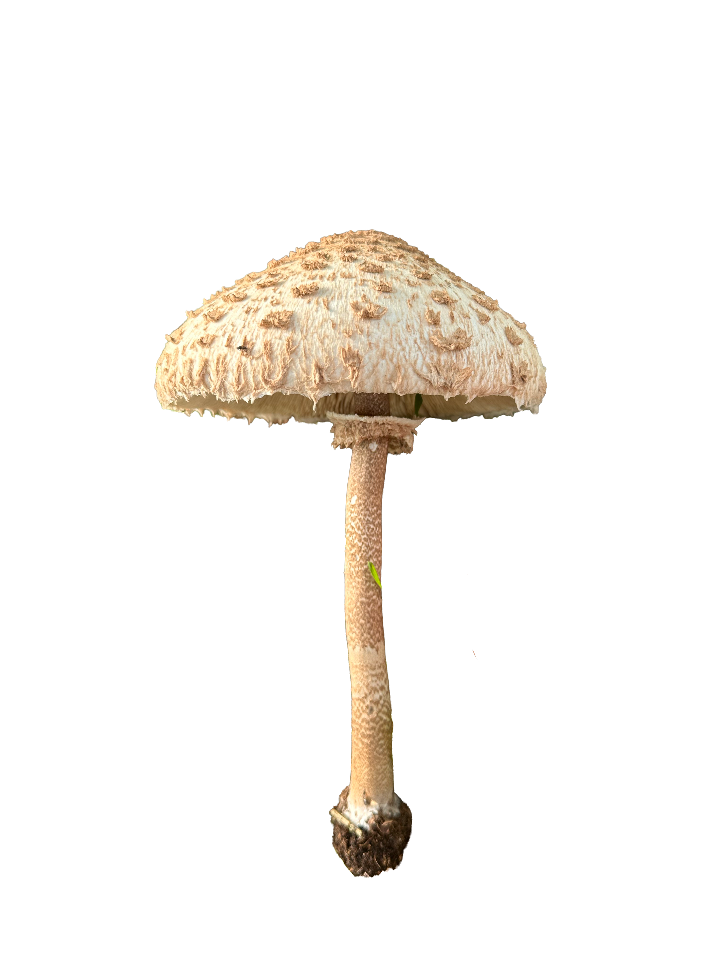 A single tall mushroom with a light brown cap covered in small, rough patches and a long, slender stem, rooted in soil.