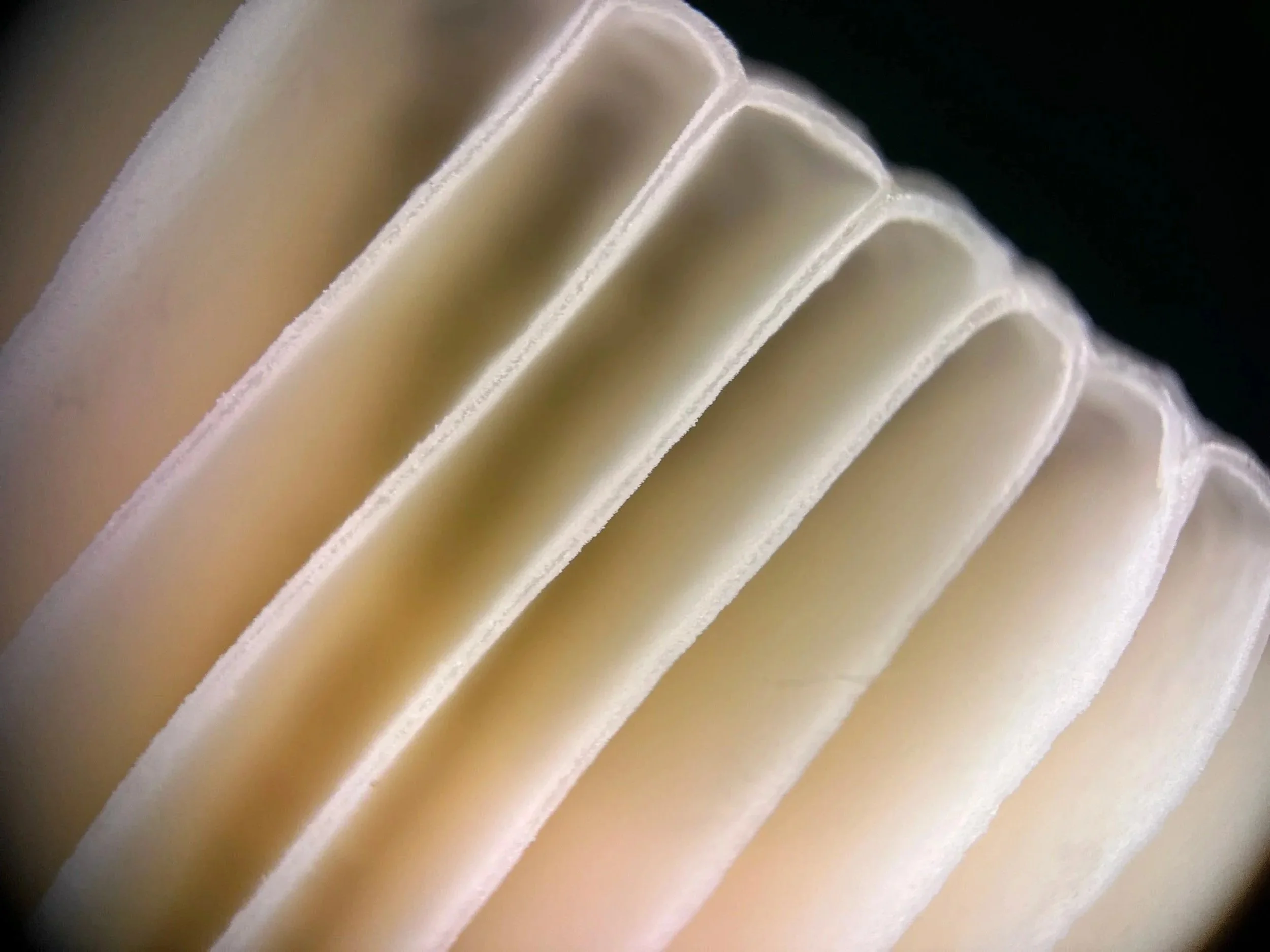 Close-up of the gills on a mushroom.