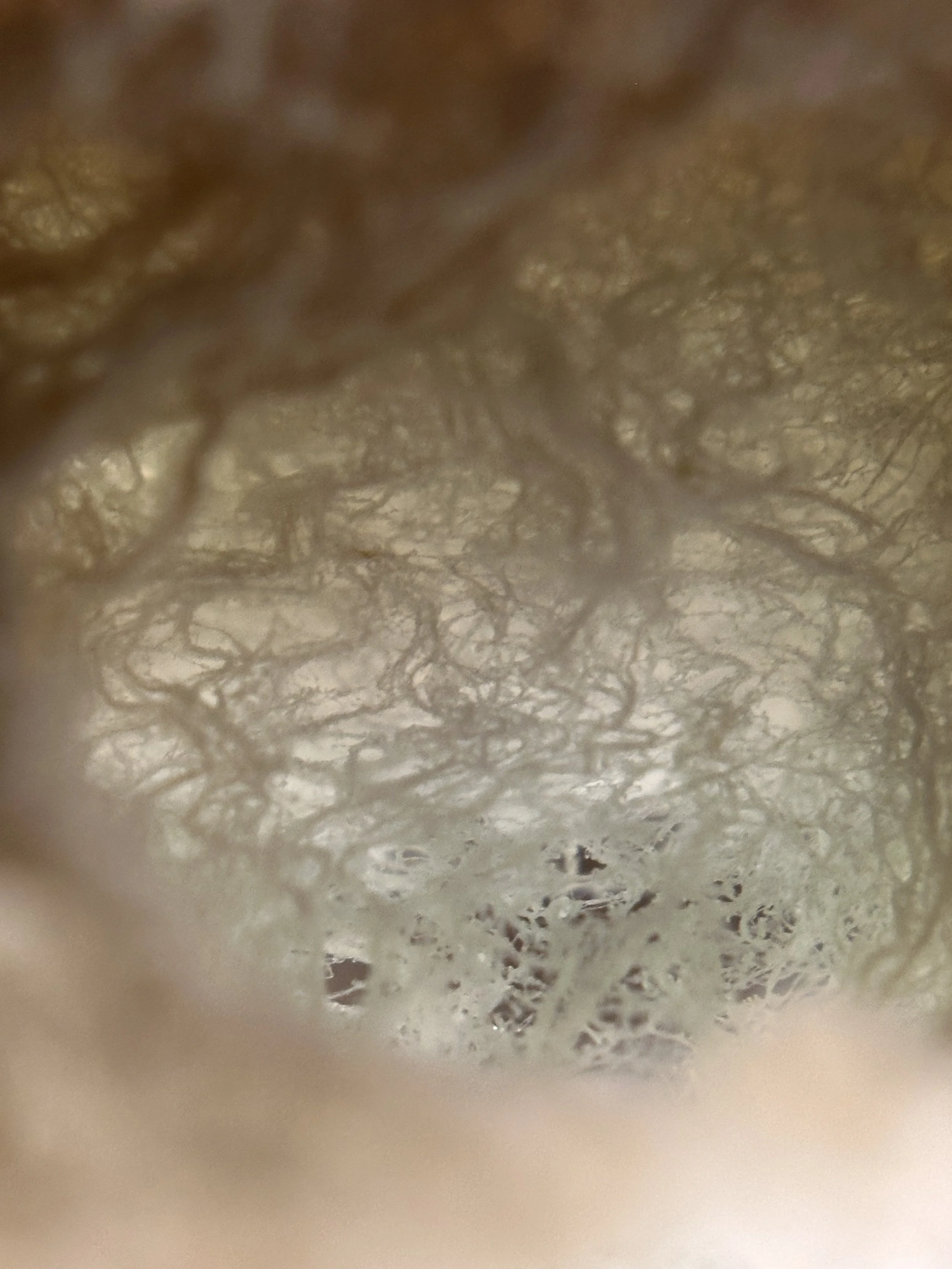 Close-up view of the textured patterns and fine fibers, or hyphae, of a fungi.