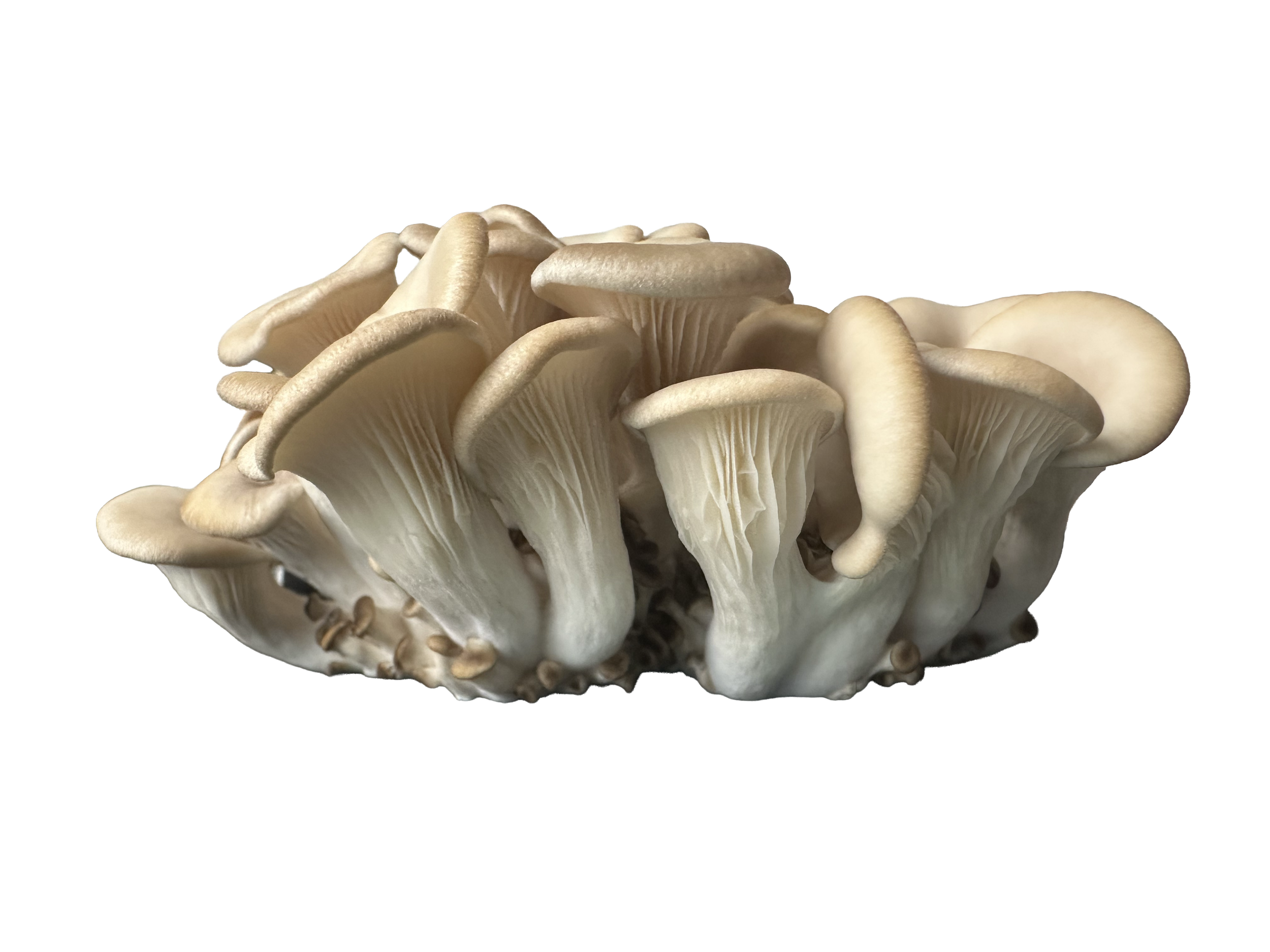 Cluster of beige oyster mushrooms against a black background.