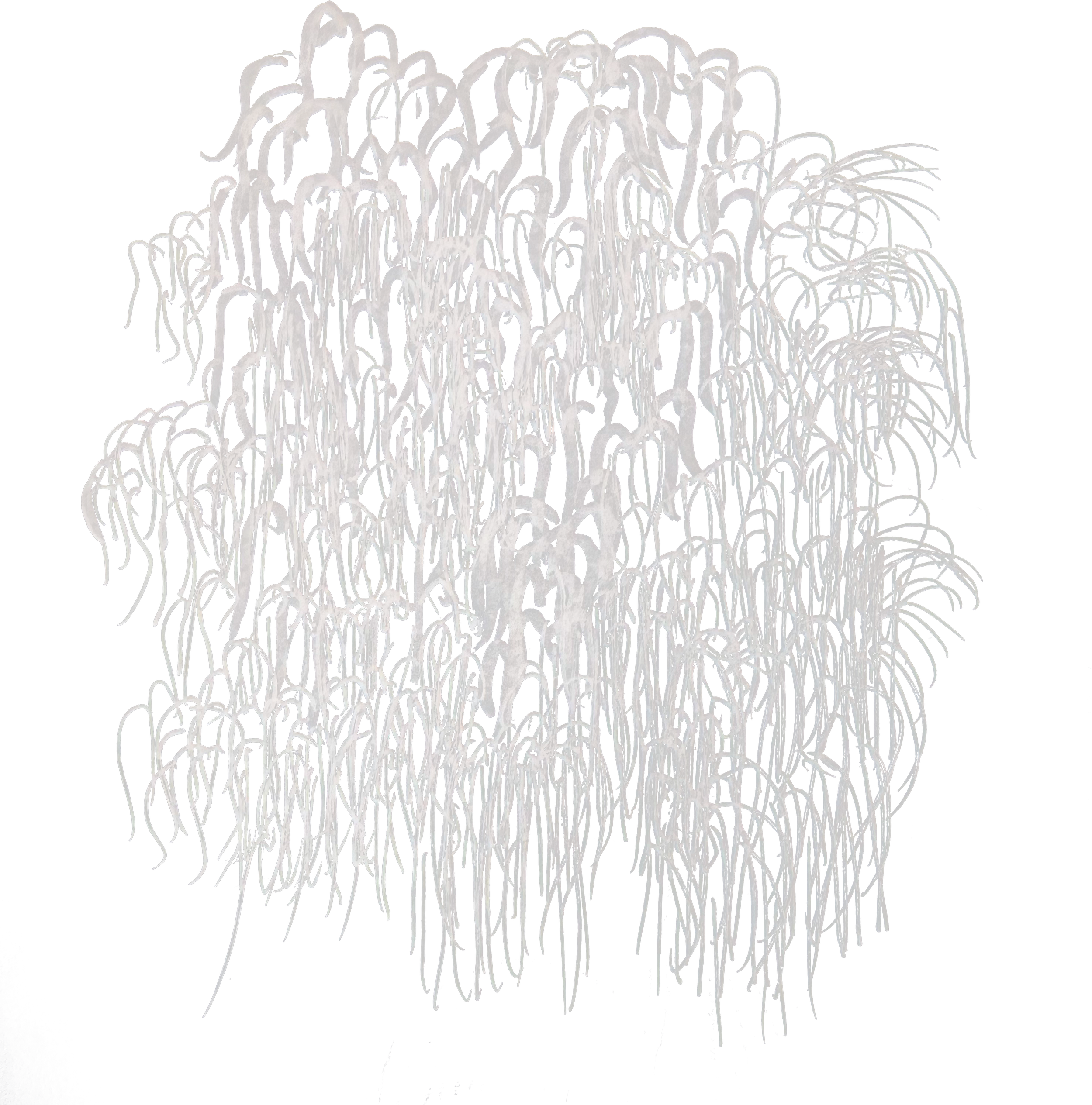 A drawing of lion's mane fungi.