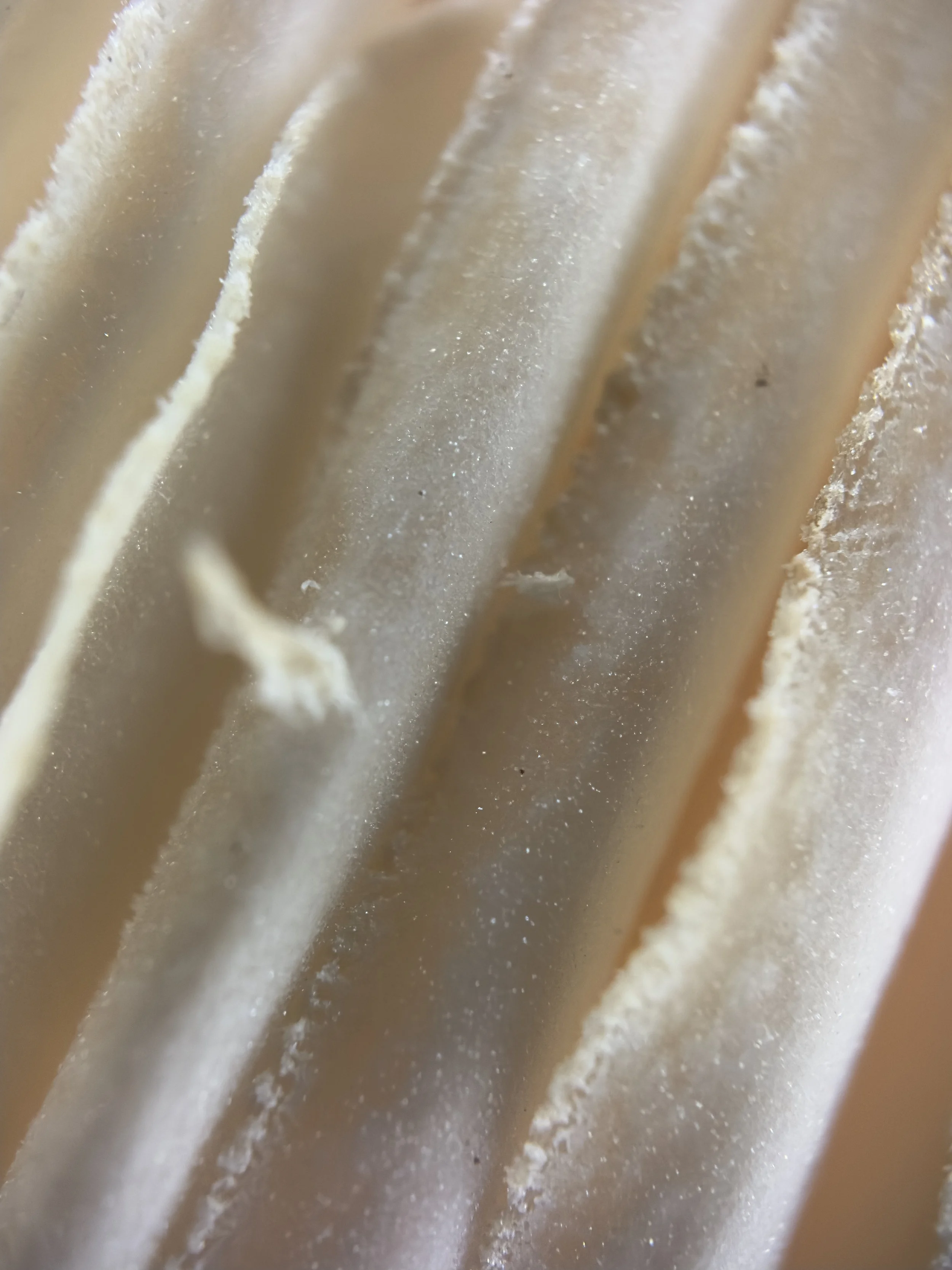 Close-up of gills of fungi.
