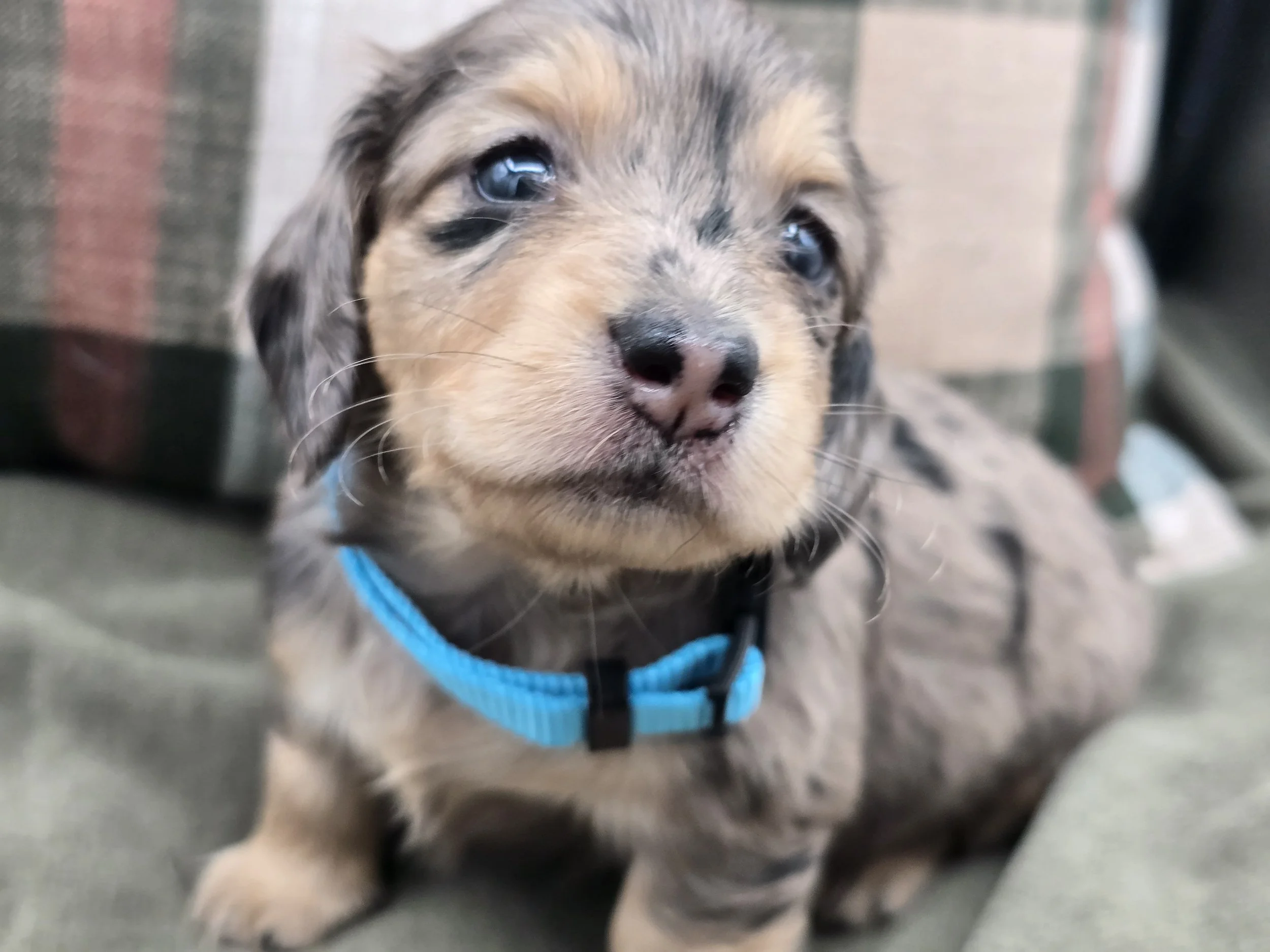 Female Dapple 2 - Available