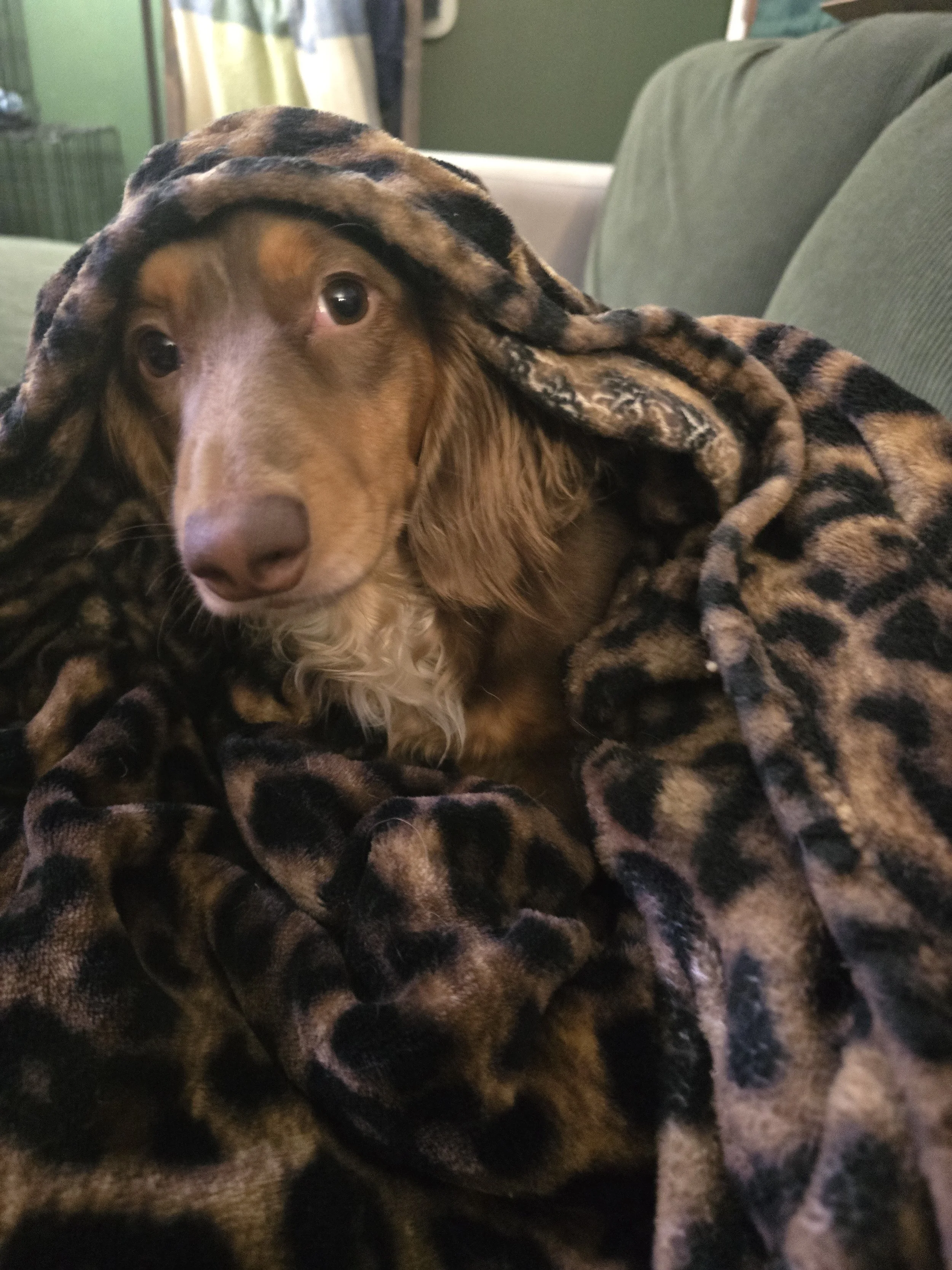 Willow_2.jpg