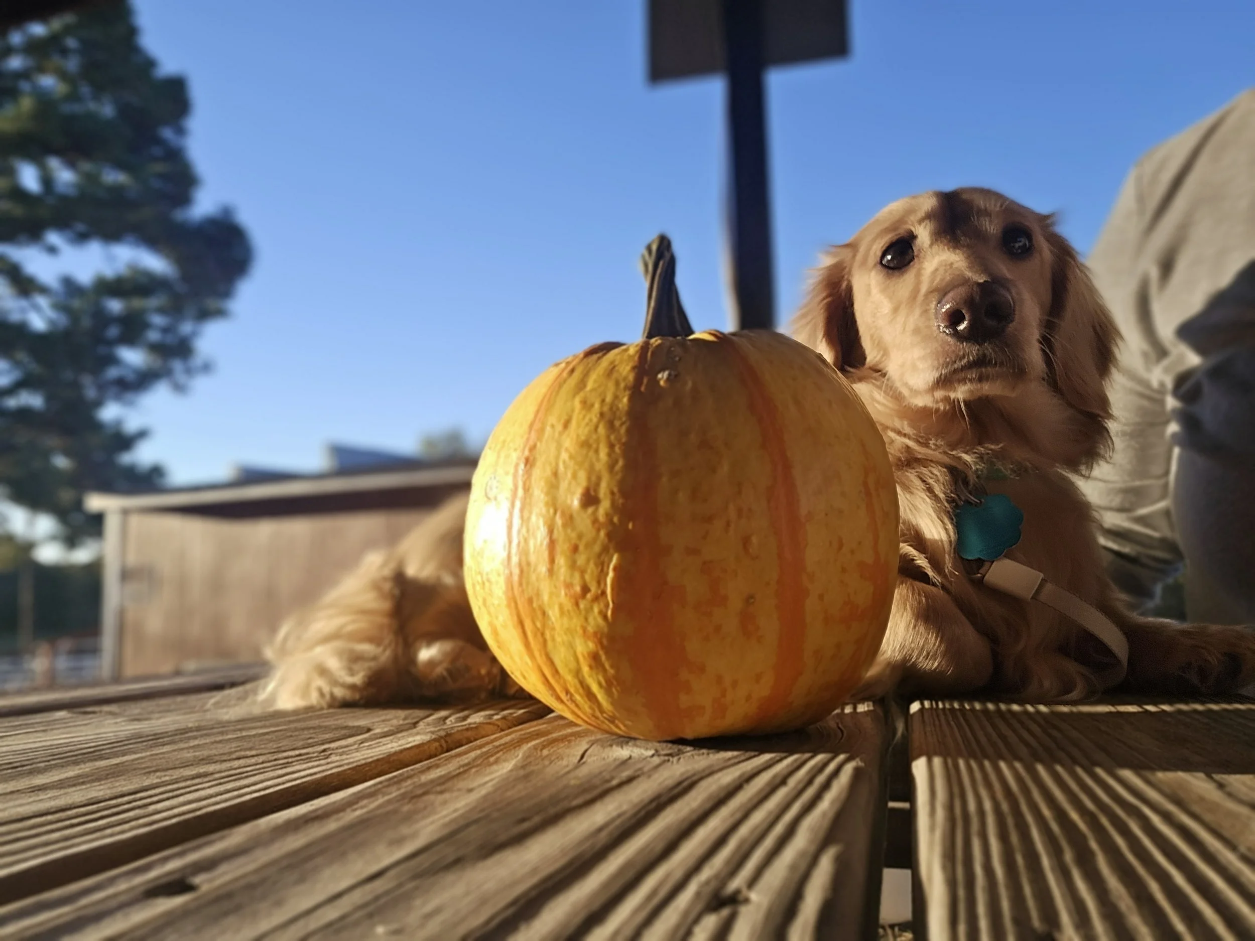 Thor_Pumpkin Patch_9.jpg