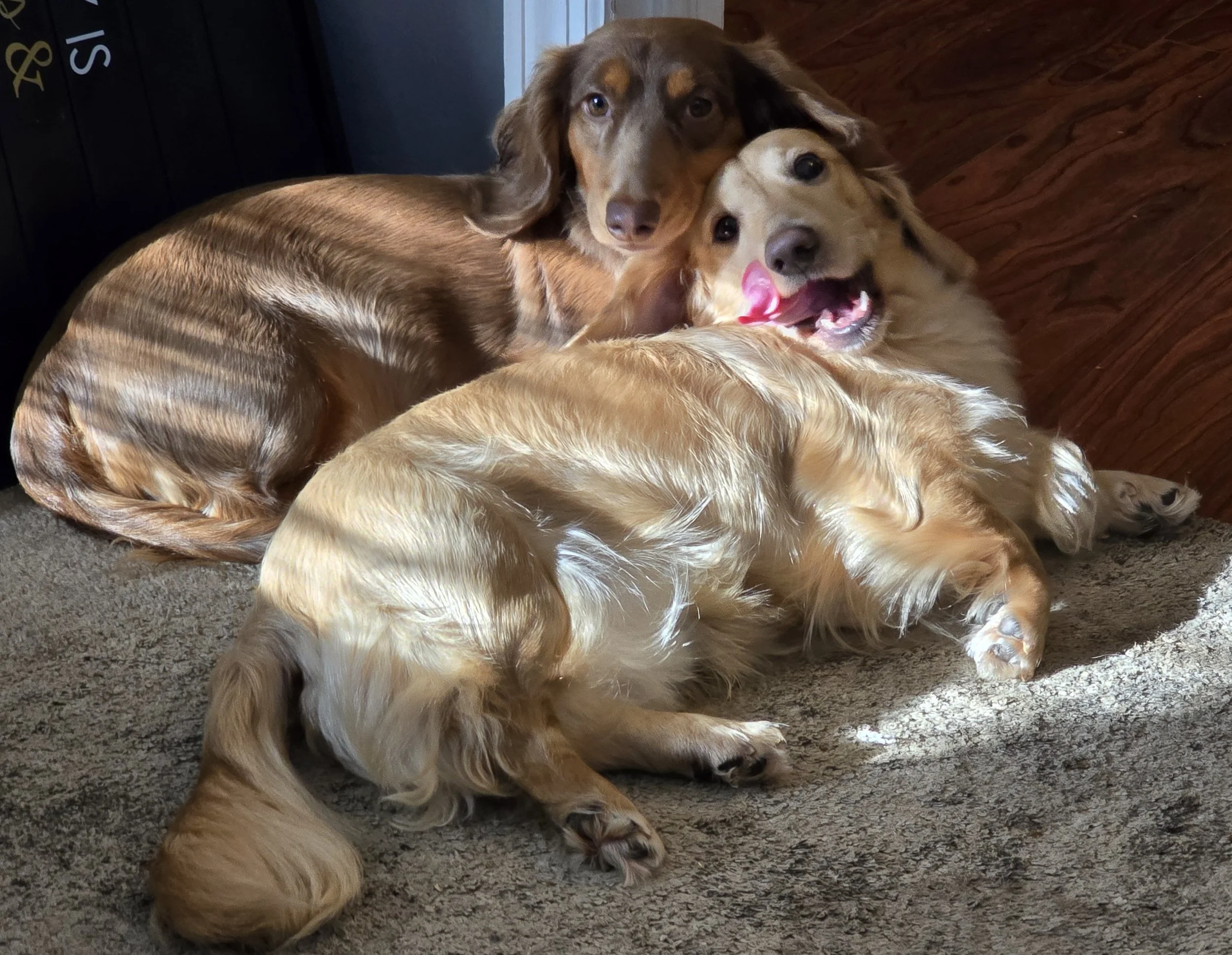 Willow & Thor_Snuggles.jpg