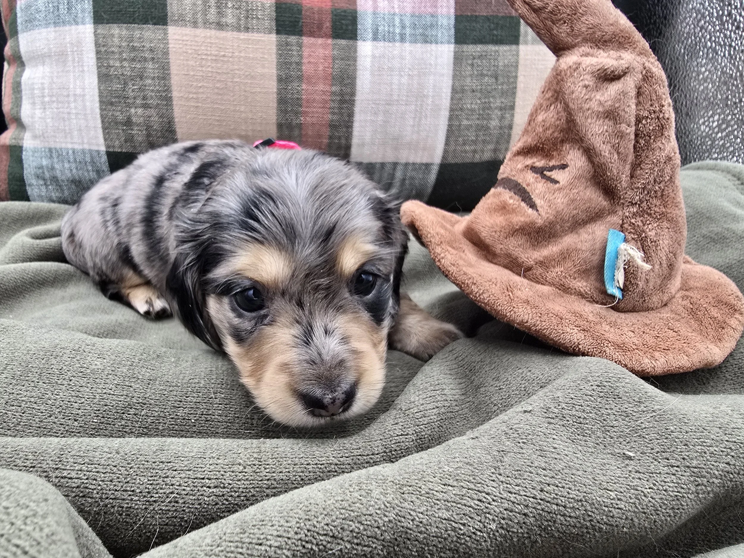 Female Dapple 1 - Available
