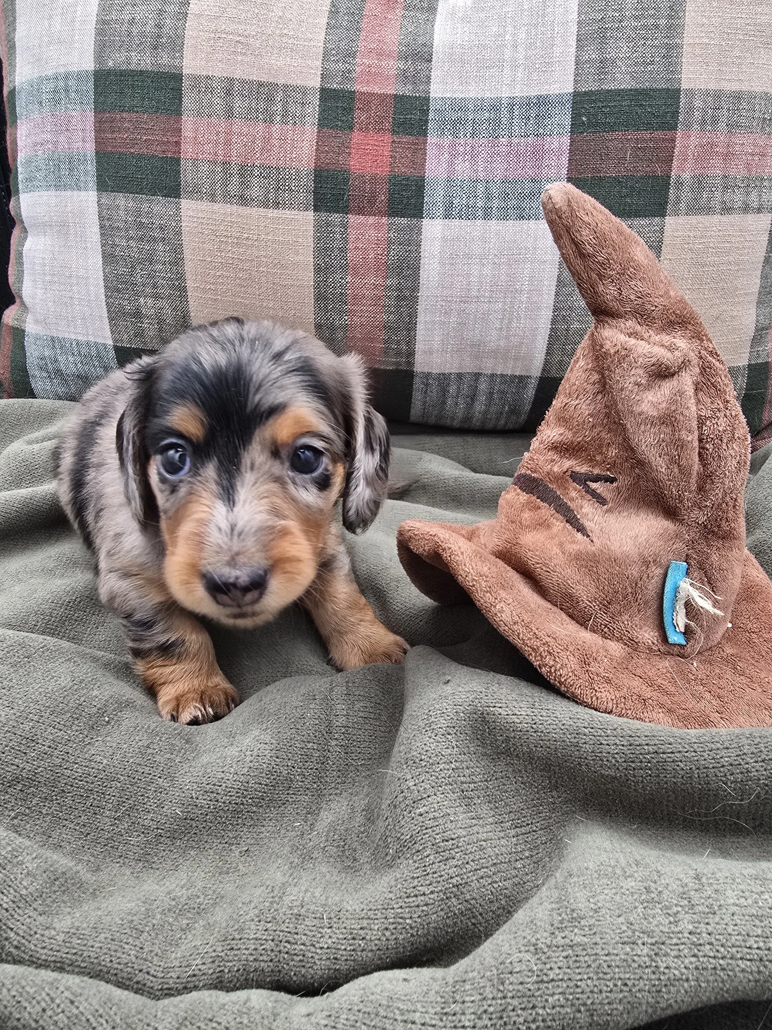 Female Dapple 3 - Available