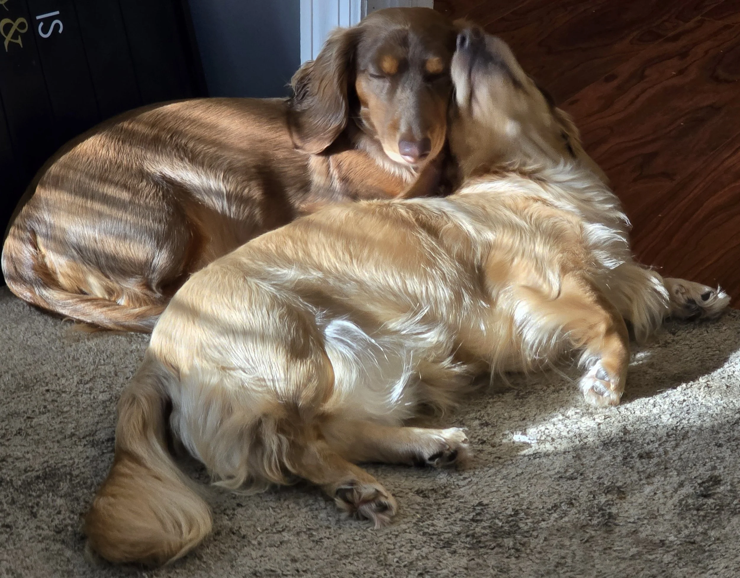 Willow & Thor_Snuggles 2.jpg