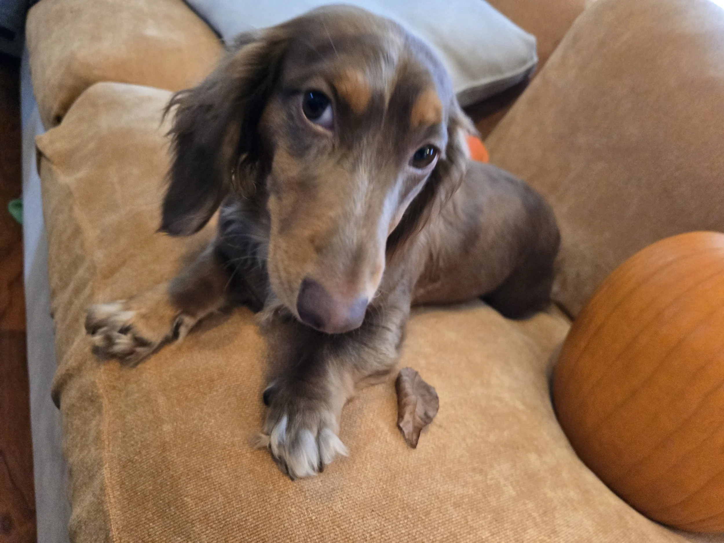 Willow_Pumpkin Couch_1.jpg