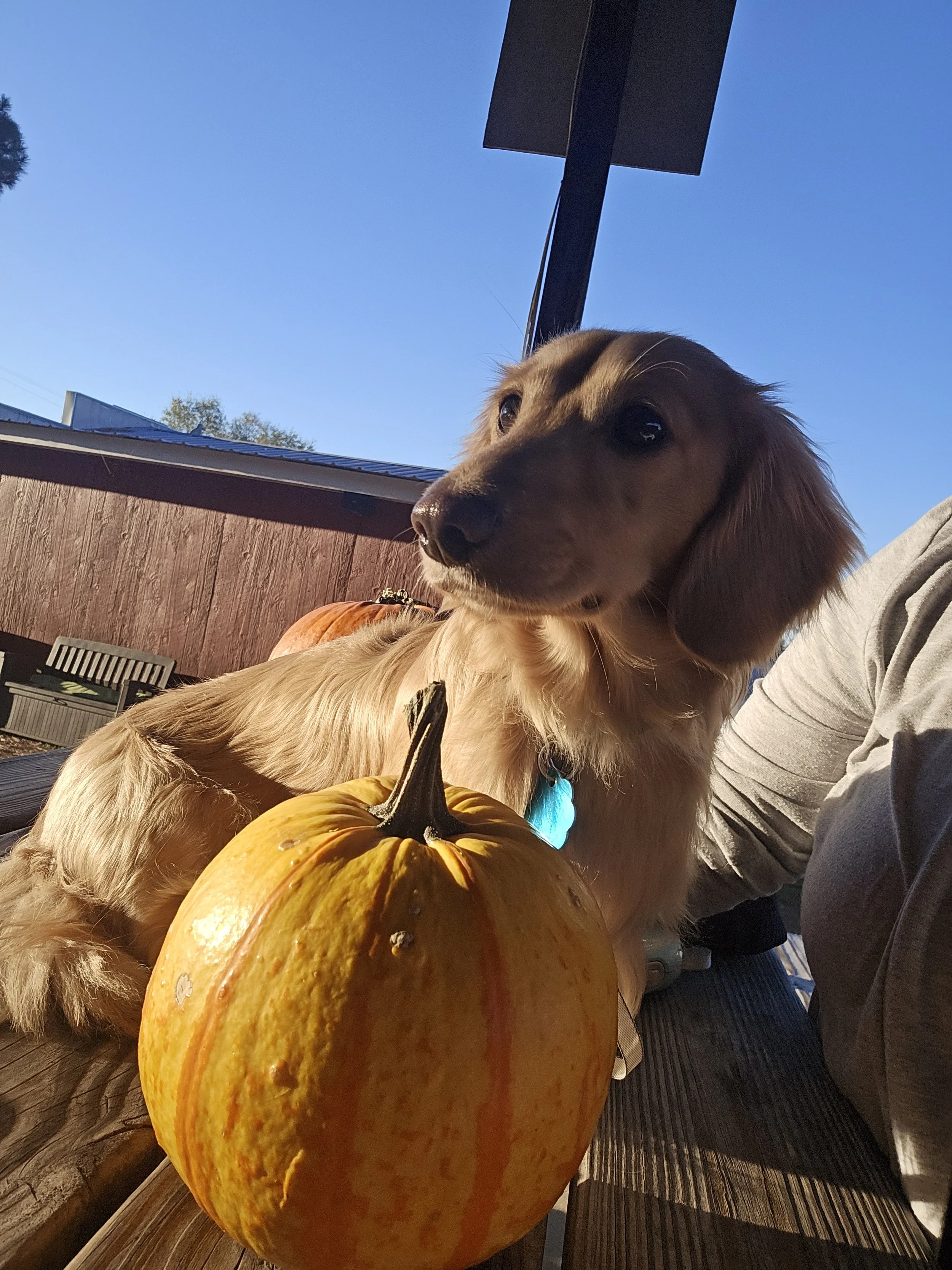 Thor_Pumpkin Patch_8.jpg