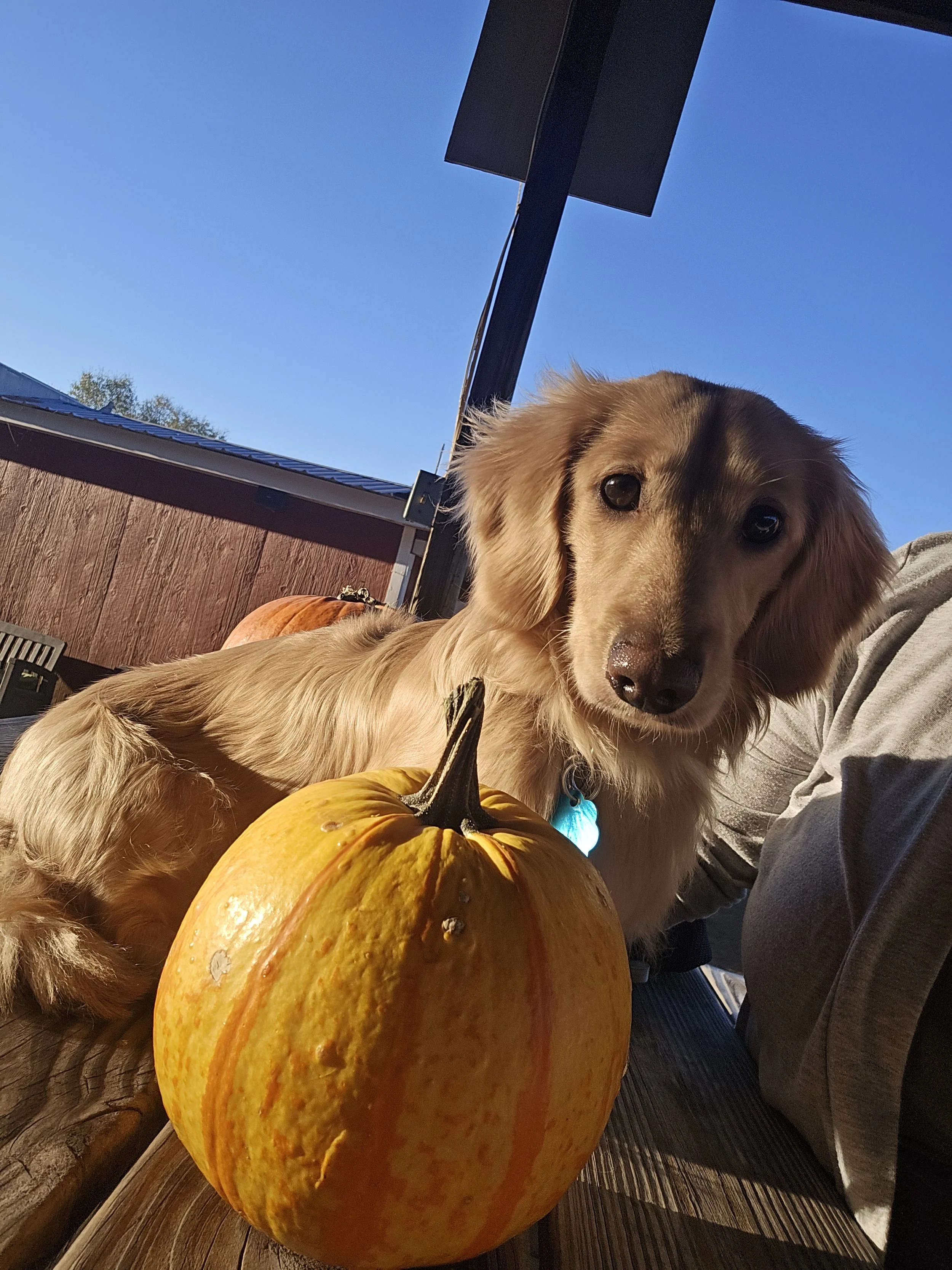 Thor_Pumpkin Patch_7.jpg