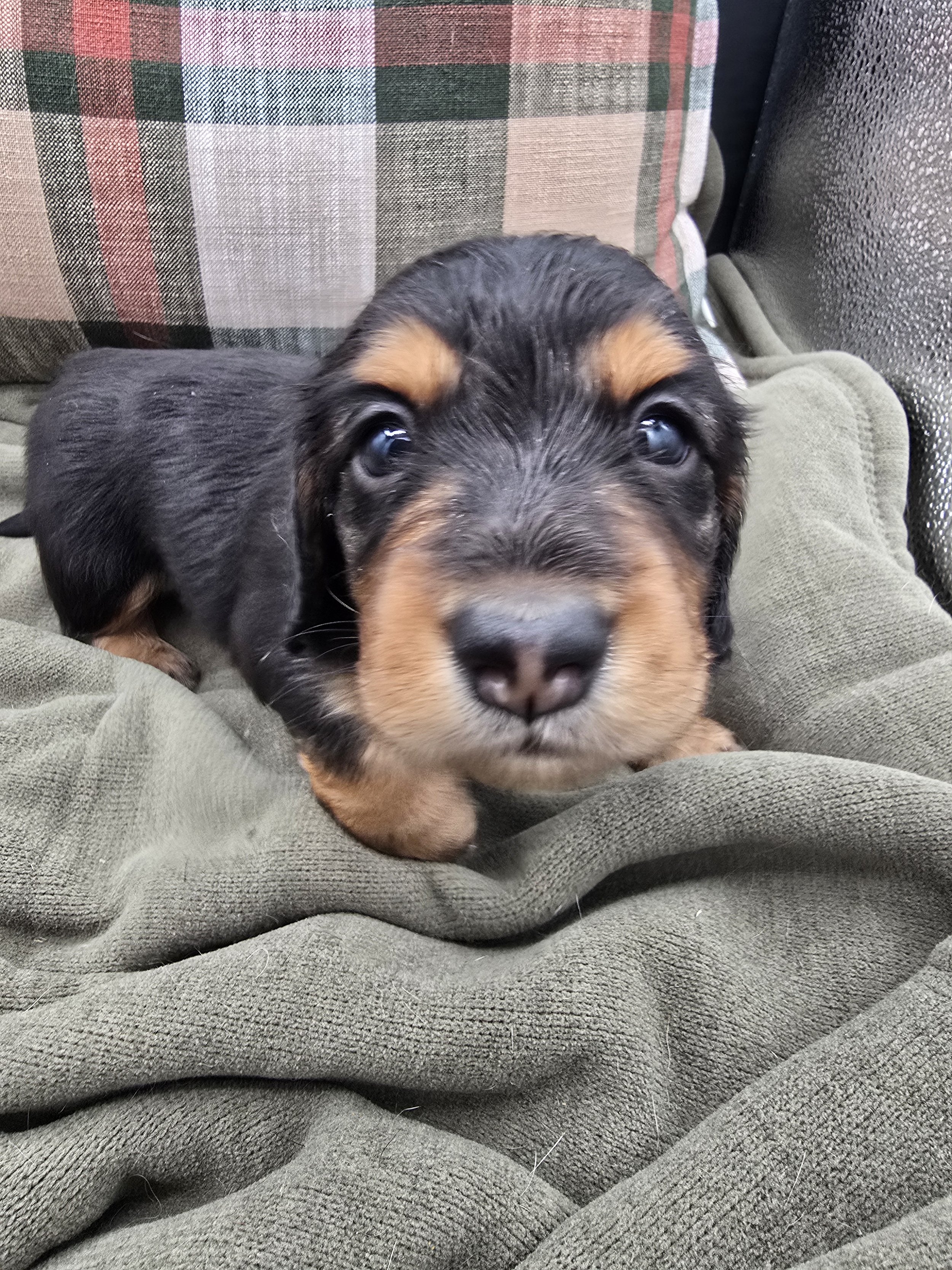 Black & Cream Male 2 - Available