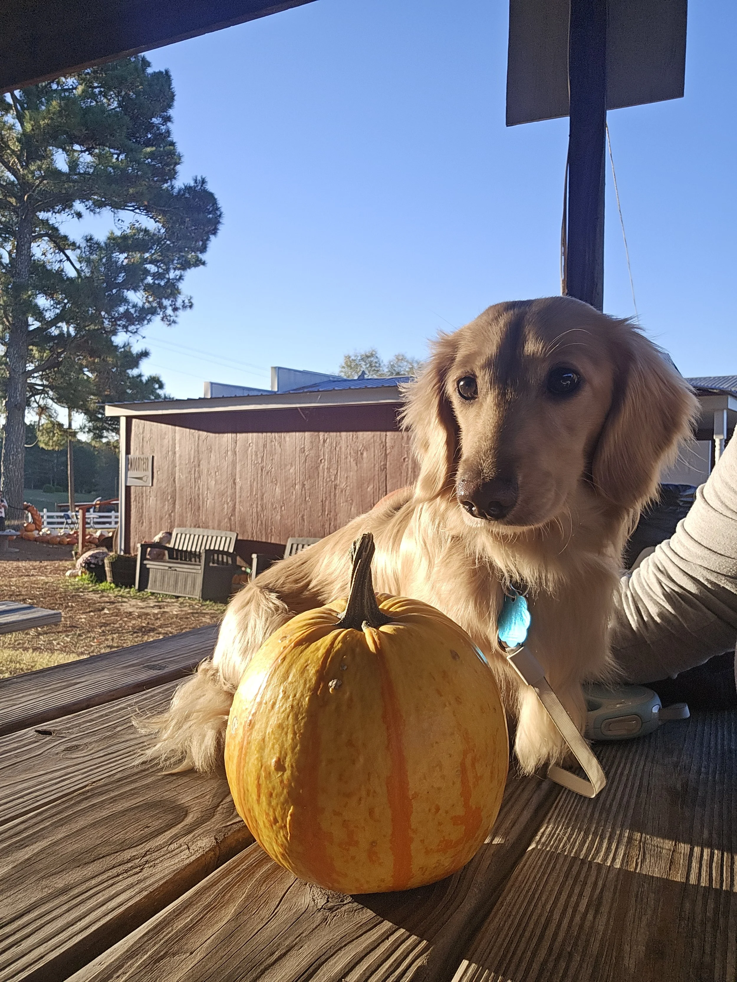 Thor_Pumpkin Patch_6.jpg