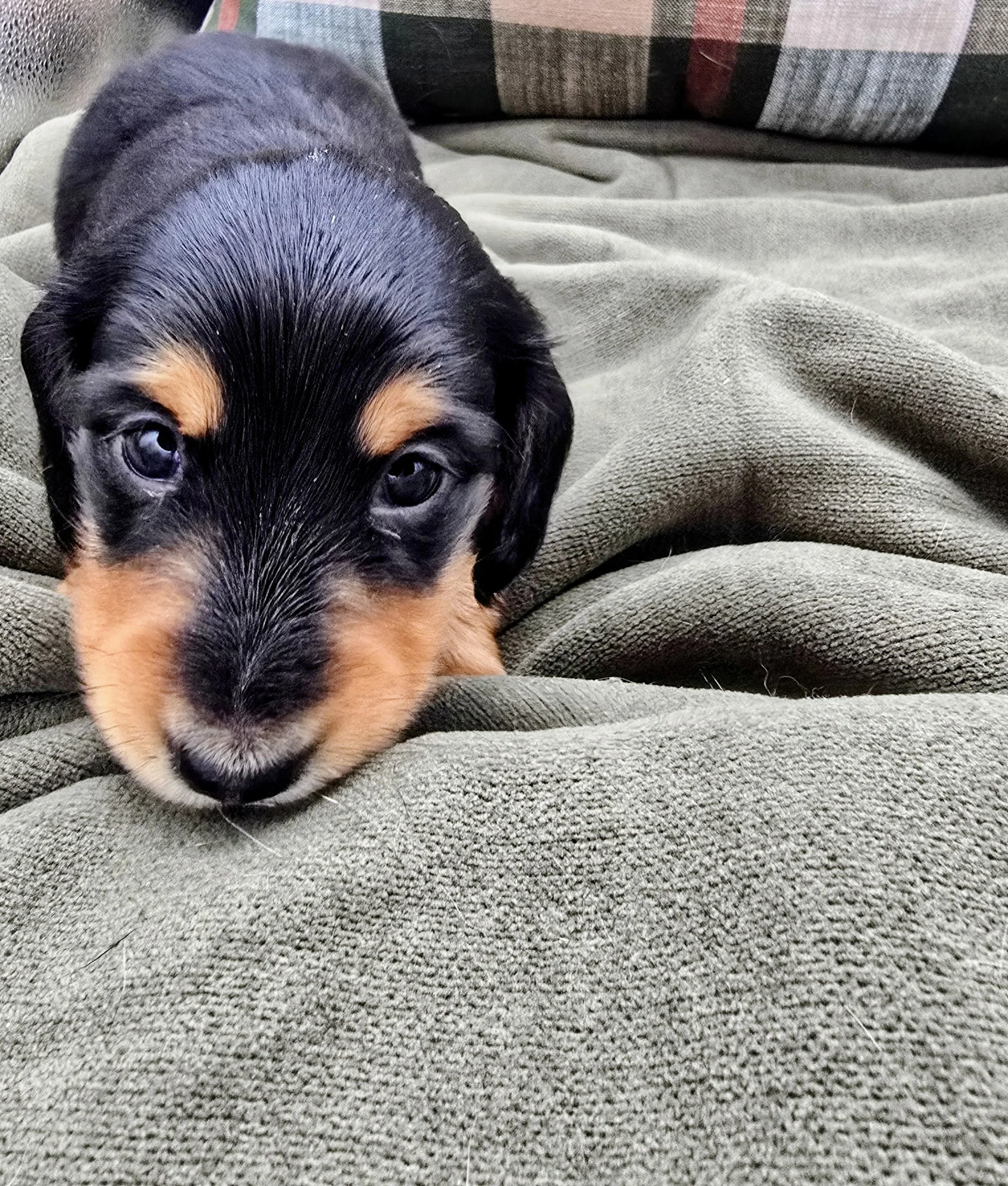 George - Available