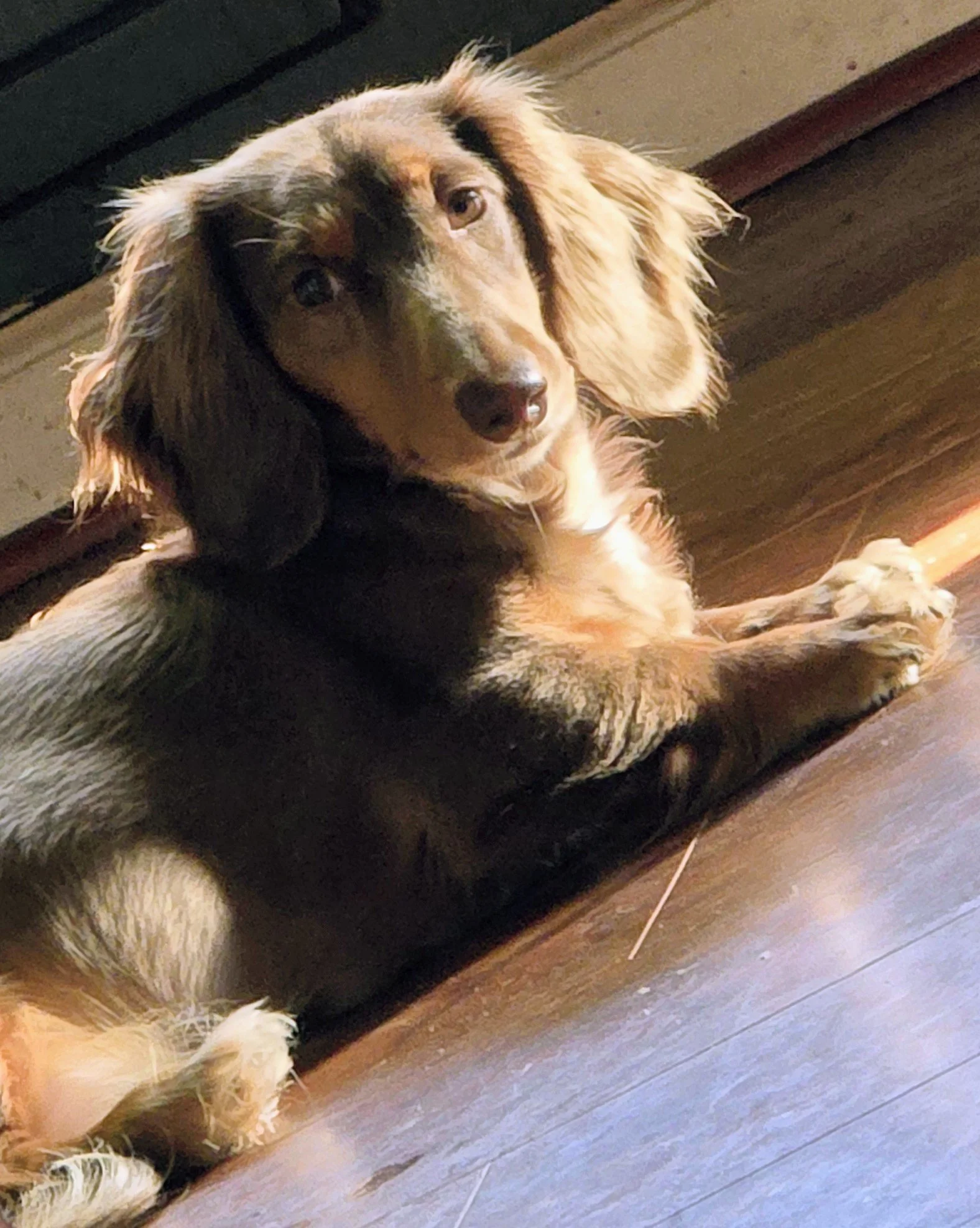 Willow_Sunbeam.jpg