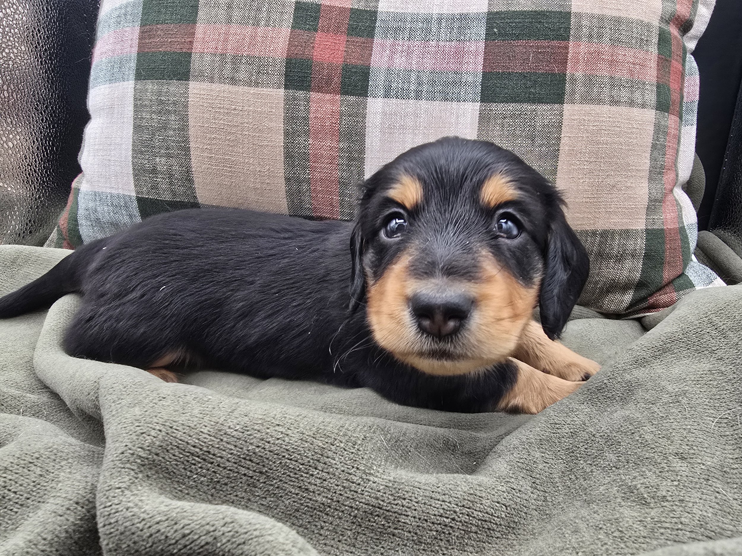 Black & Cream Male 1 - available