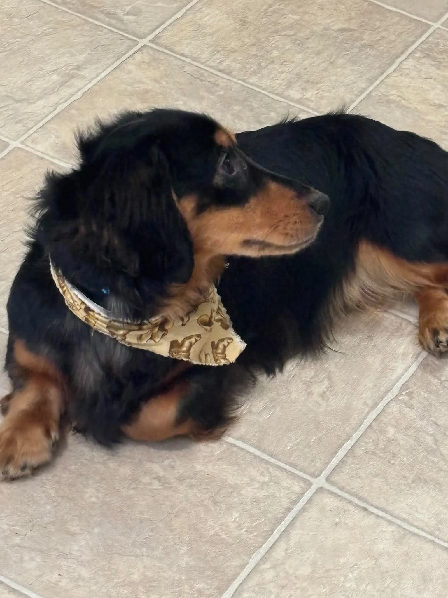 Black & Tan Boy_1.jpeg