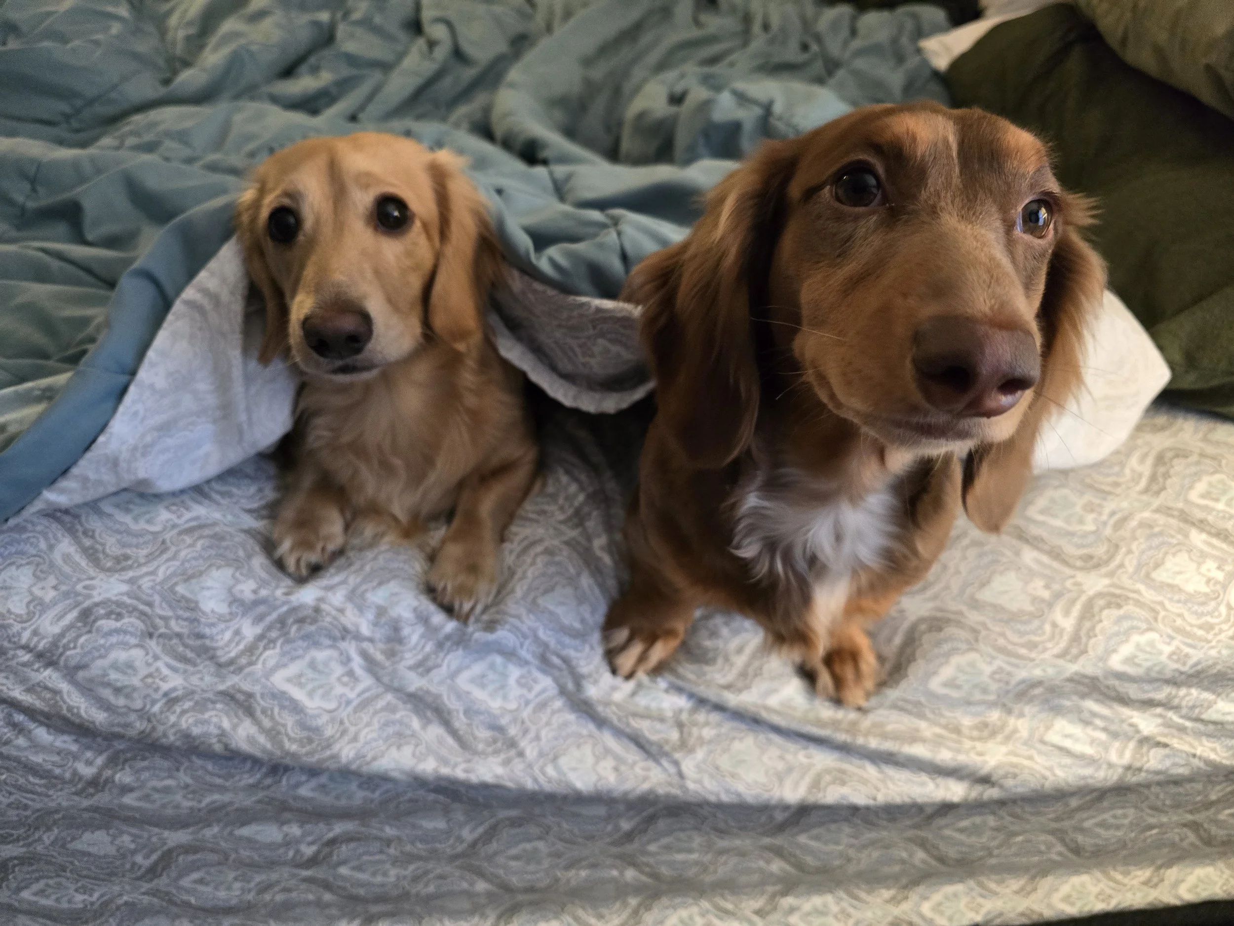 Willow & Thor_In the Covers.jpg