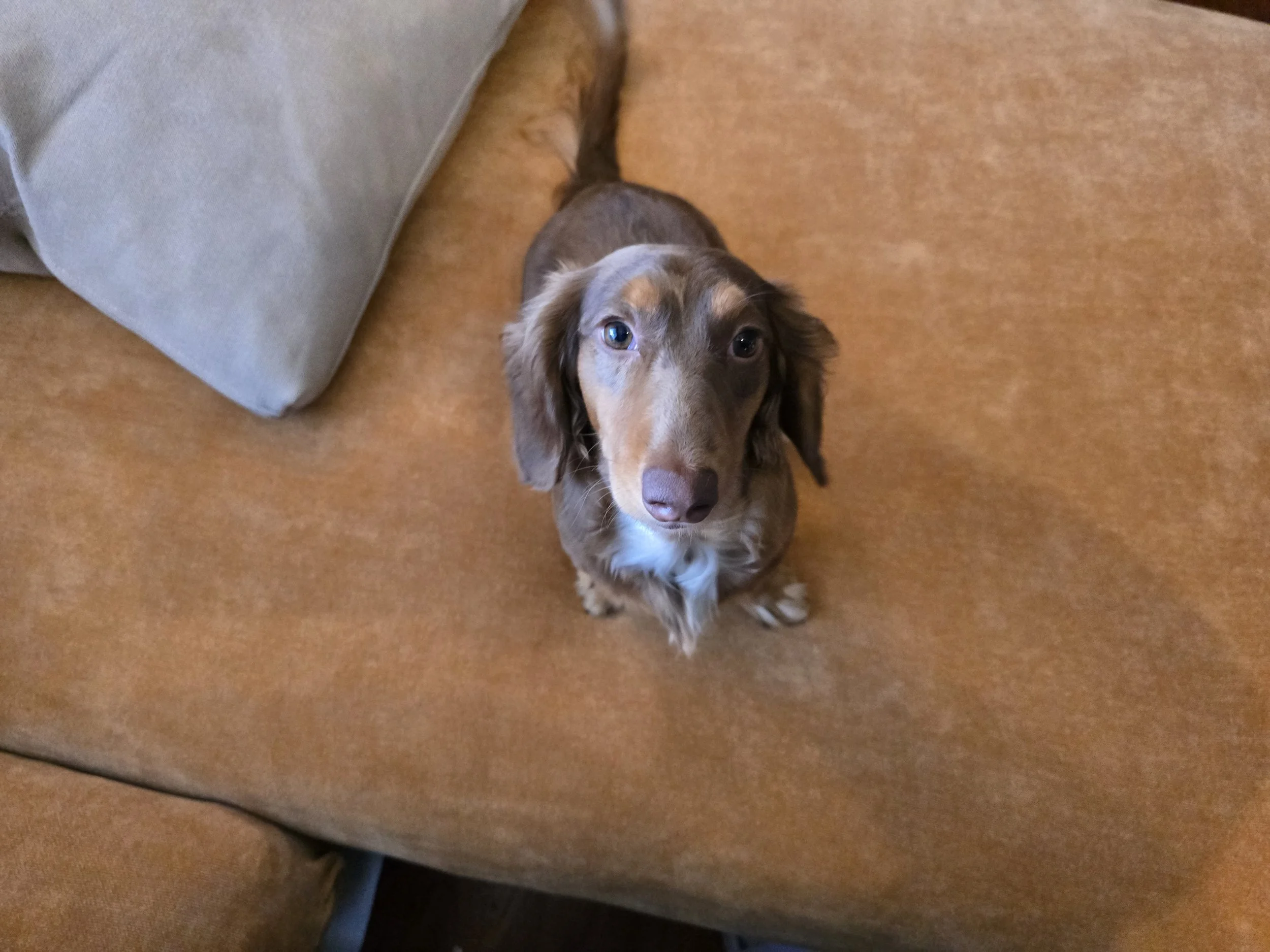 Willow_Pumpkin Couch_2.jpg