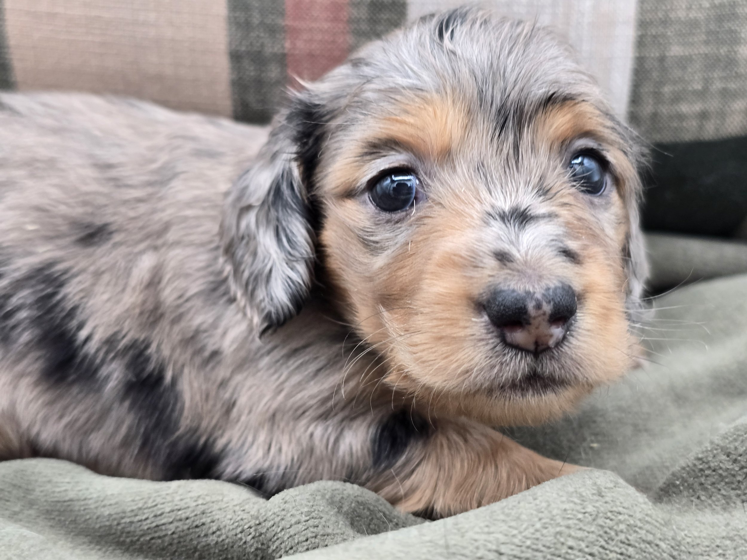 Dapple Male - available
